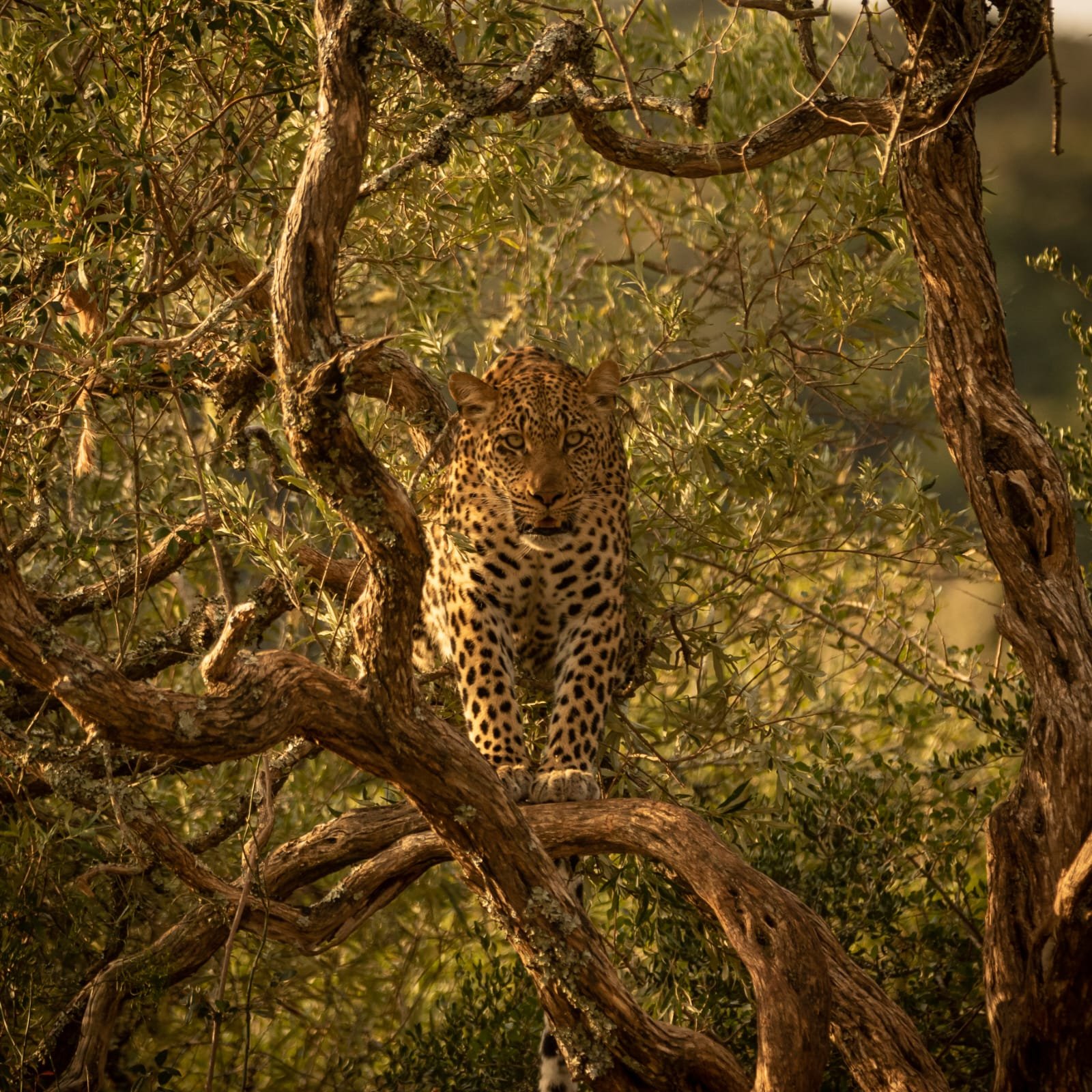 Kwandwe leopard sighting. Credit: Jarry Flaherty 
