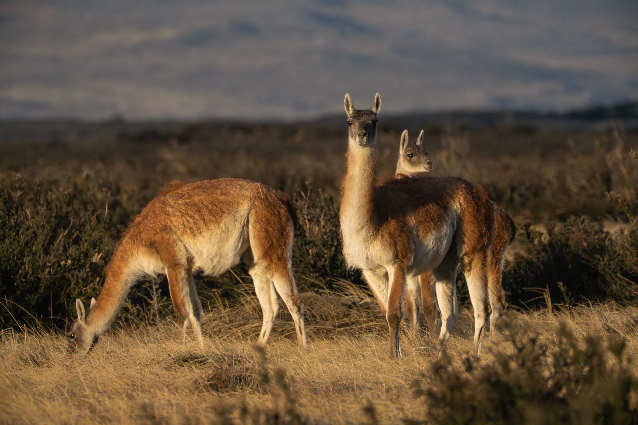 the_long_run_estancia-cerro-guido-25.jpg