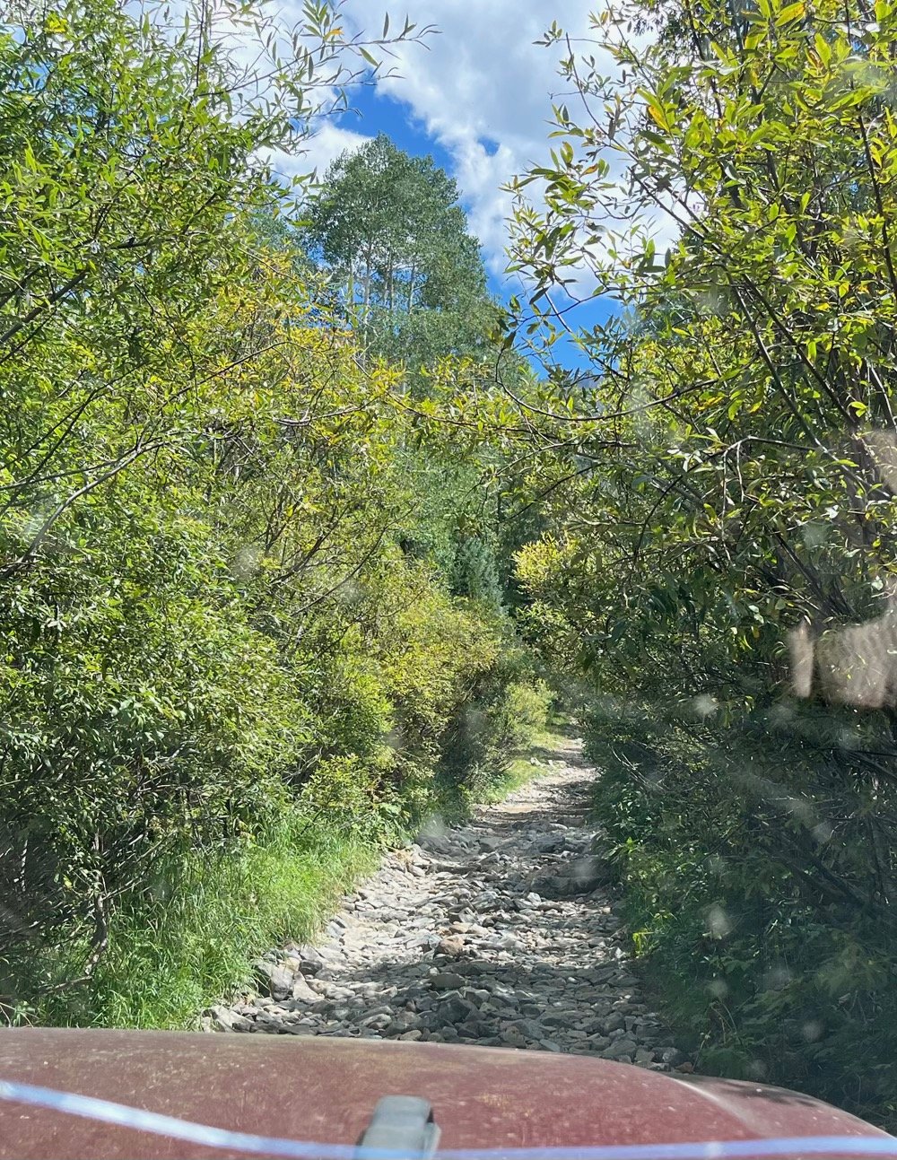 3-veg encroachment-sm.jpeg