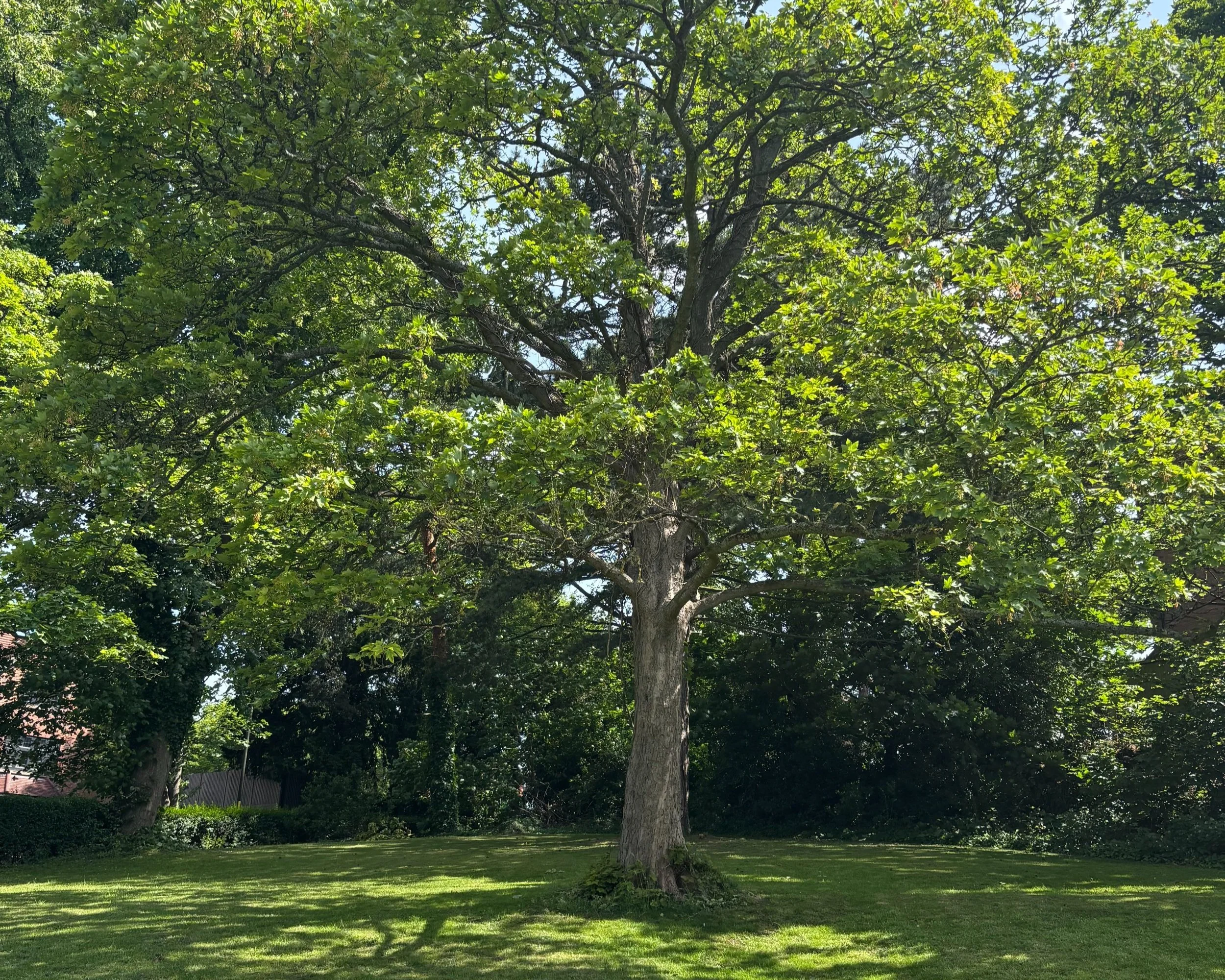 tree.jpg
