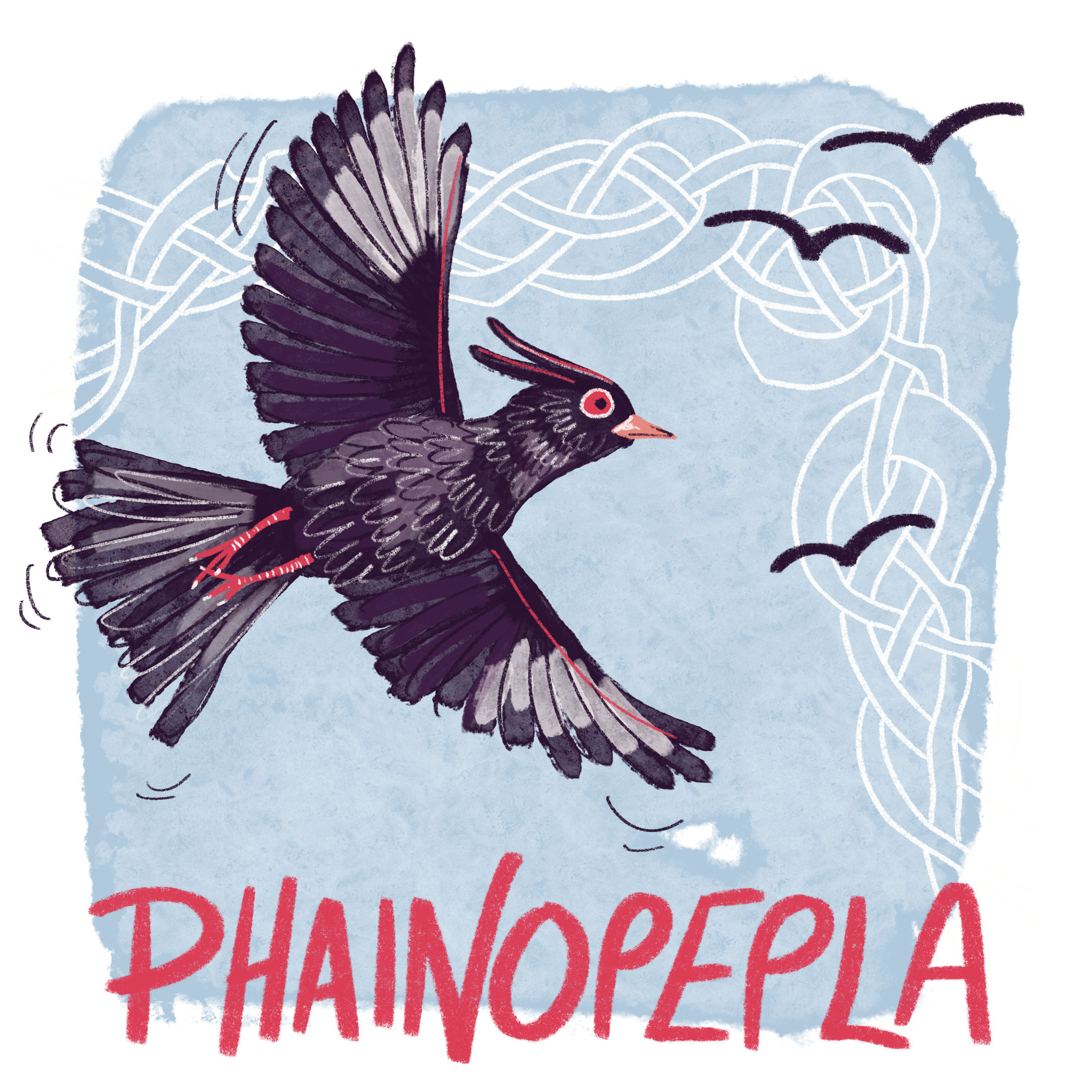 Portfolio Work by Felicity Wood  - Bird Collection - New work combining ornithology and Celtic art Phainopepla