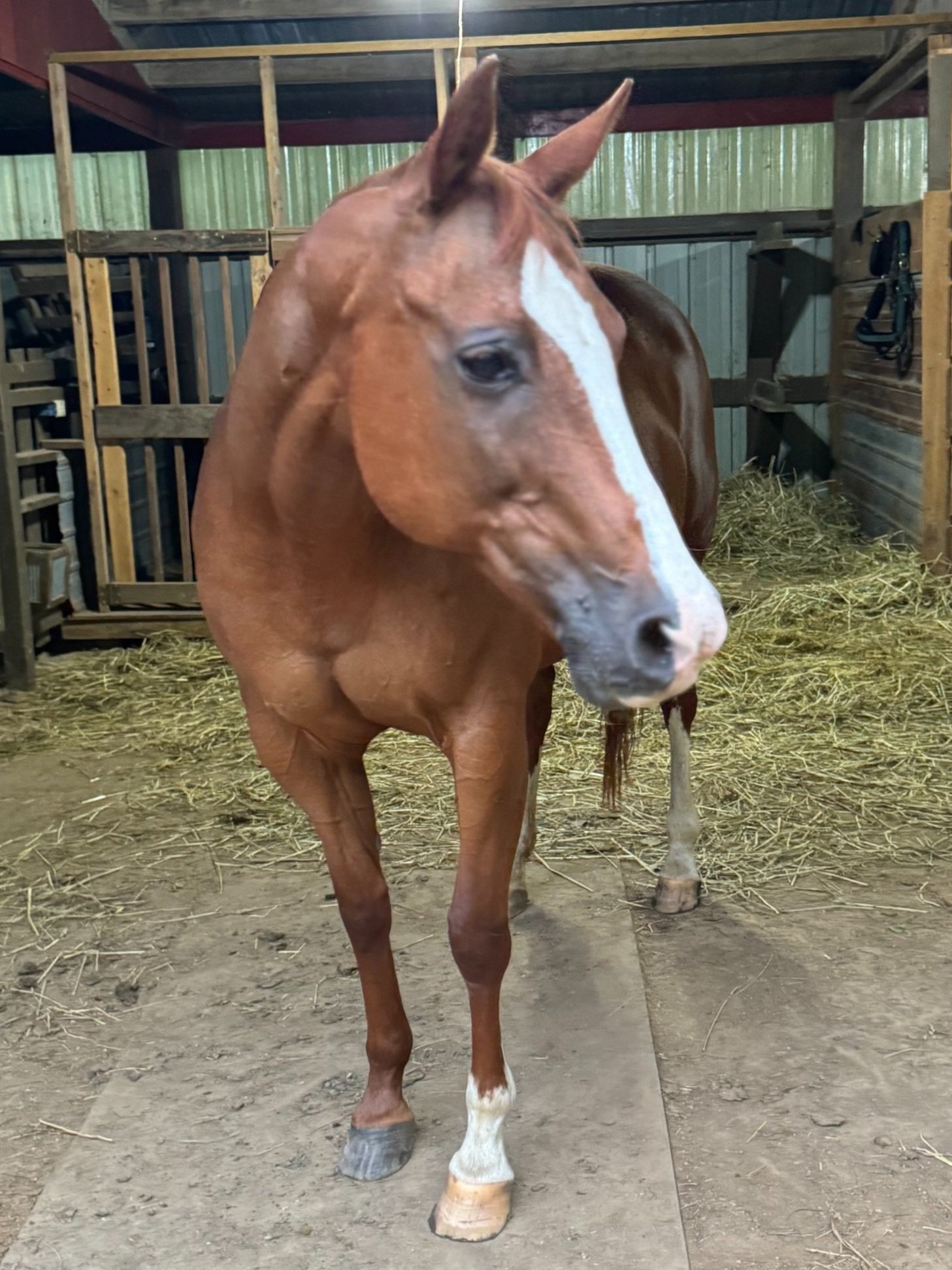 Meet Ally