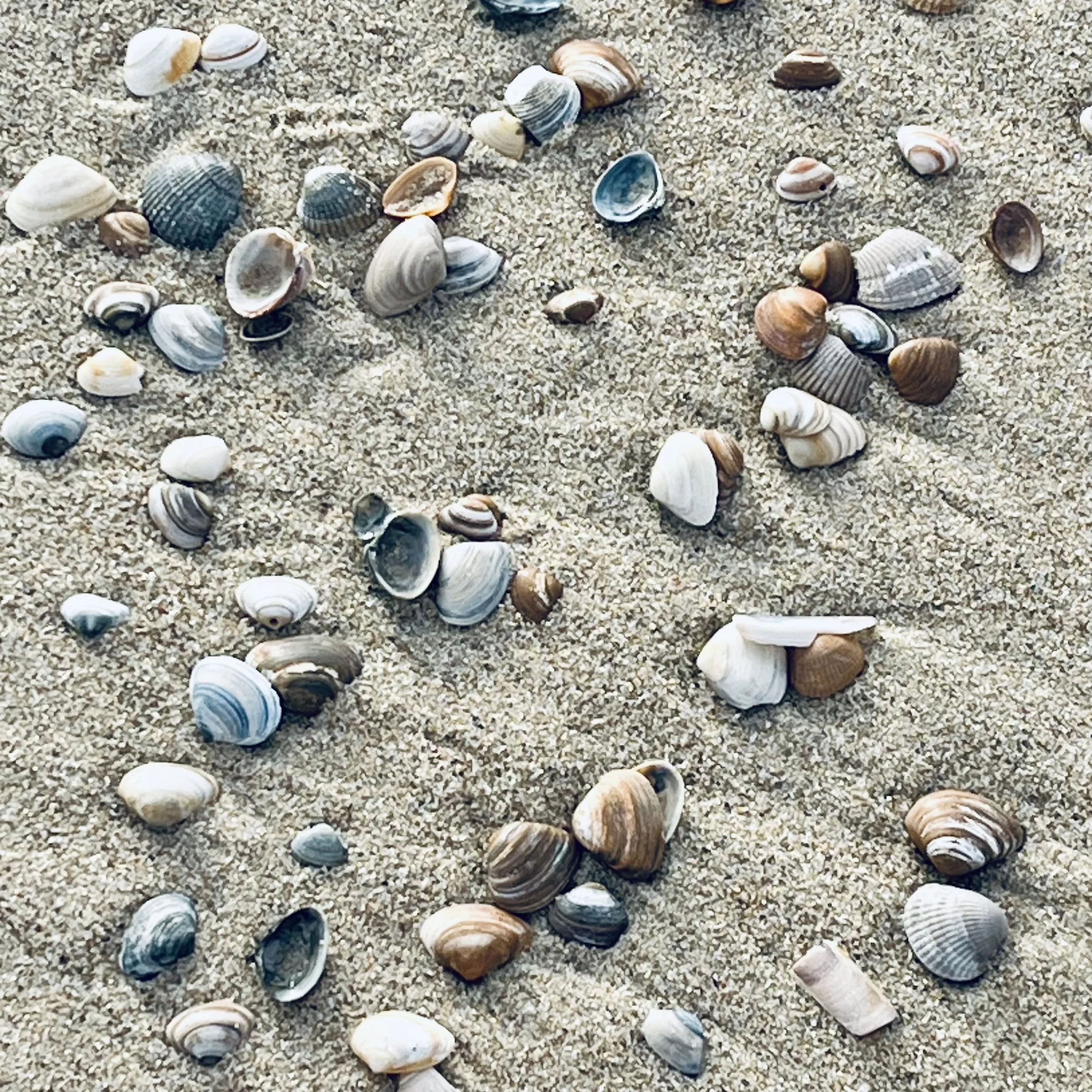 Varie schelpen op zand bij het strand