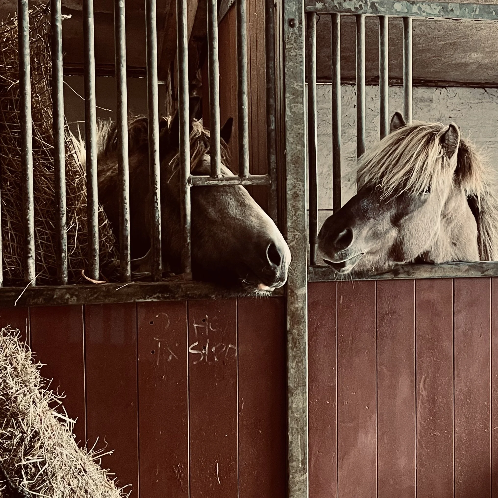 paardencoaching, vrouwencoaching, verbinding, gevoel