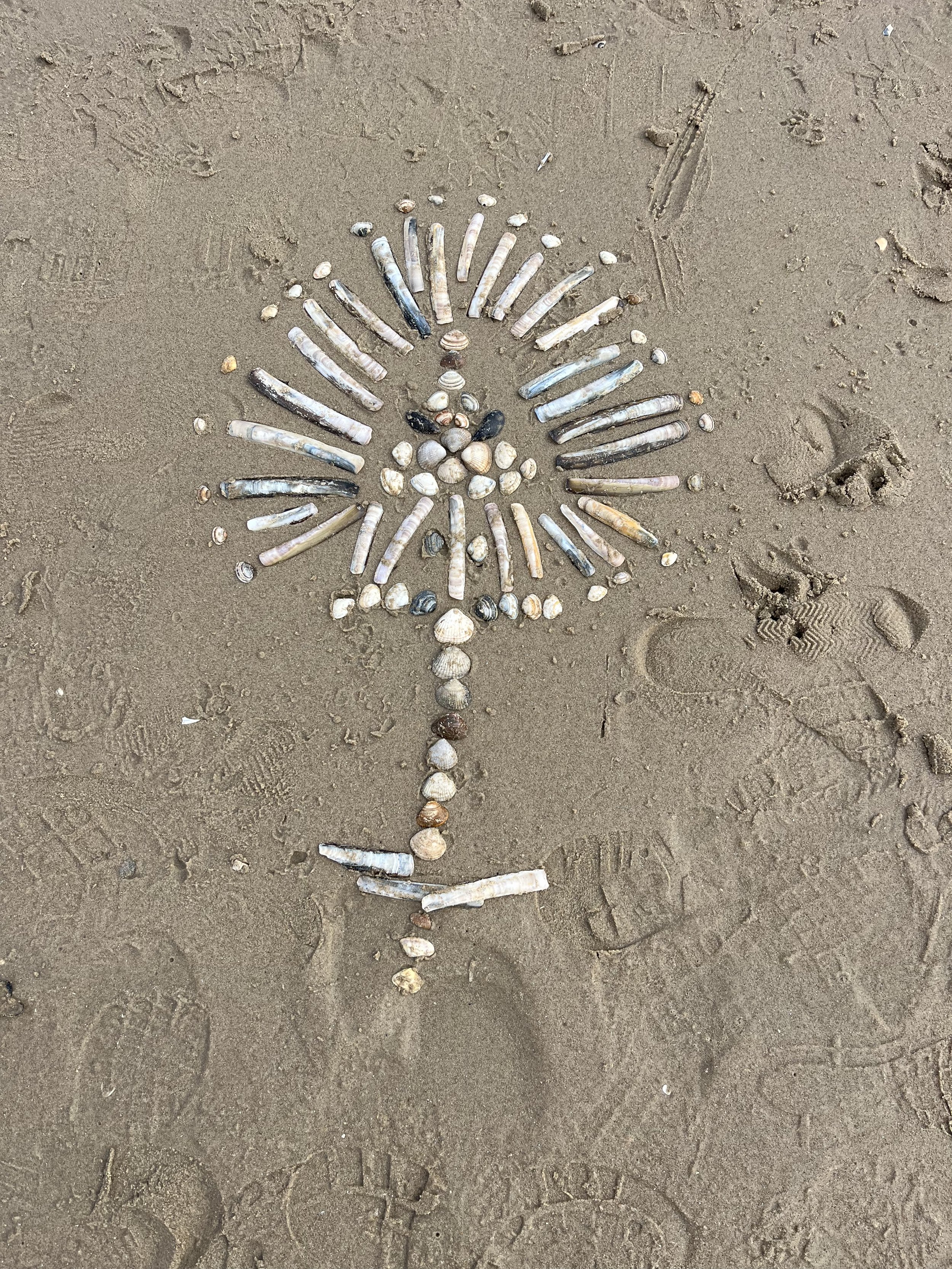 schelpen in het zand die een figuur van een bloem vormen