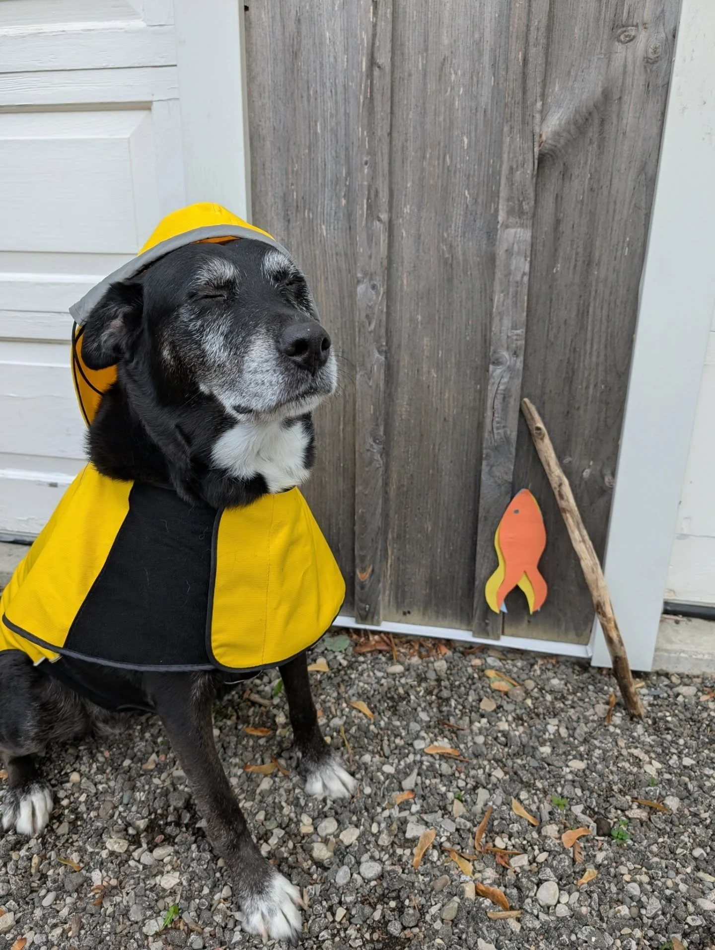 &quot;When the wind blows just right, flashbacks of the cold, open sea come hurlin' back in waves&quot; ⚓ 🌊 We hope you had a wonderful Halloween! 

Last October, we learned that Nova really loves trick-or-treaters - which we did not expect with her