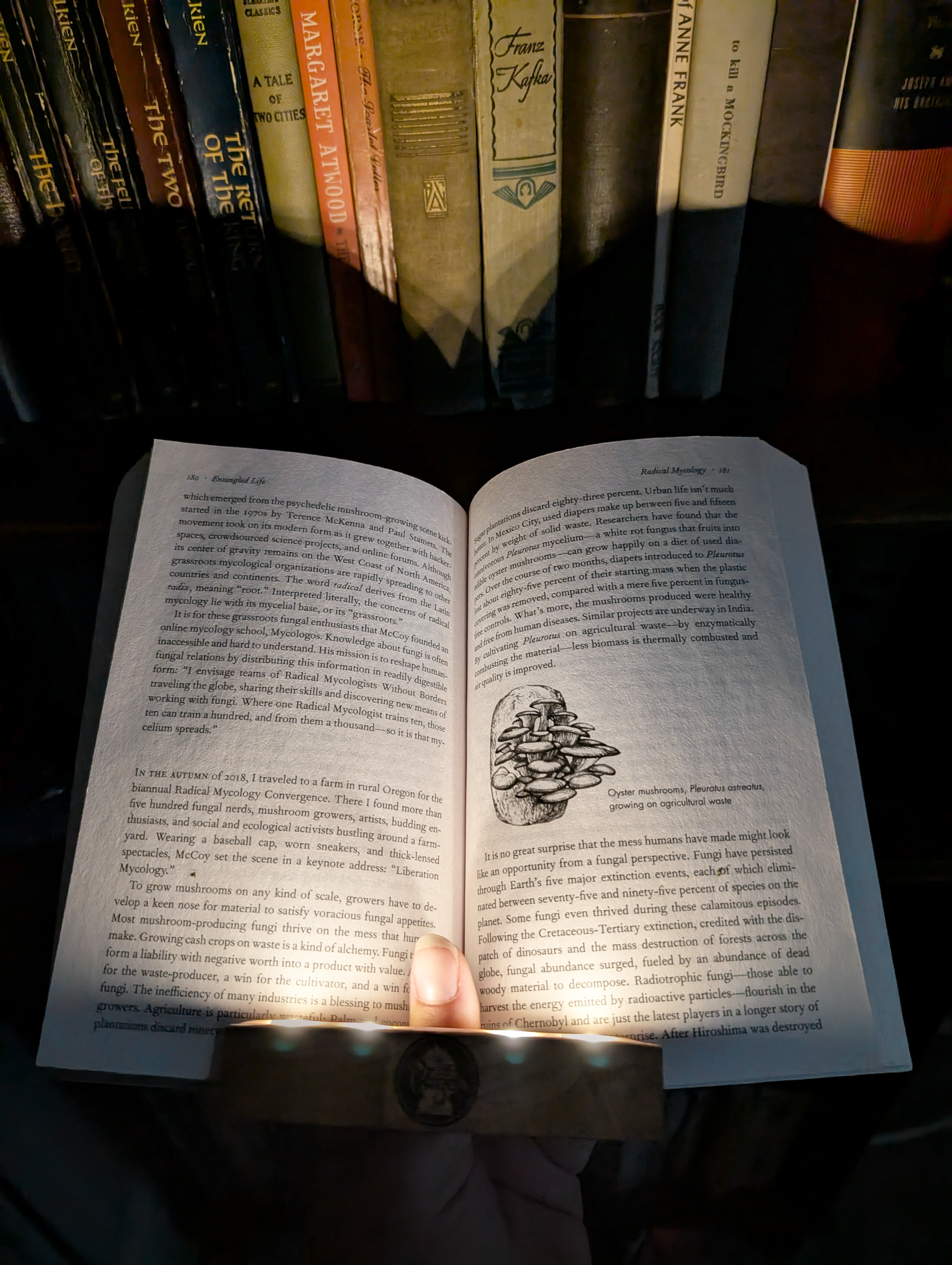 PagerKnightMusroomBookwithBookshelf.png