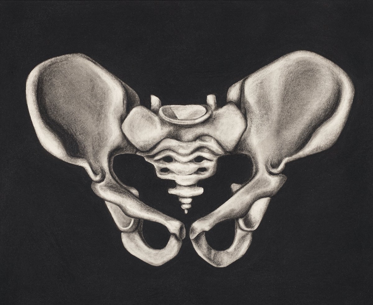 Pelvis 1200.jpg