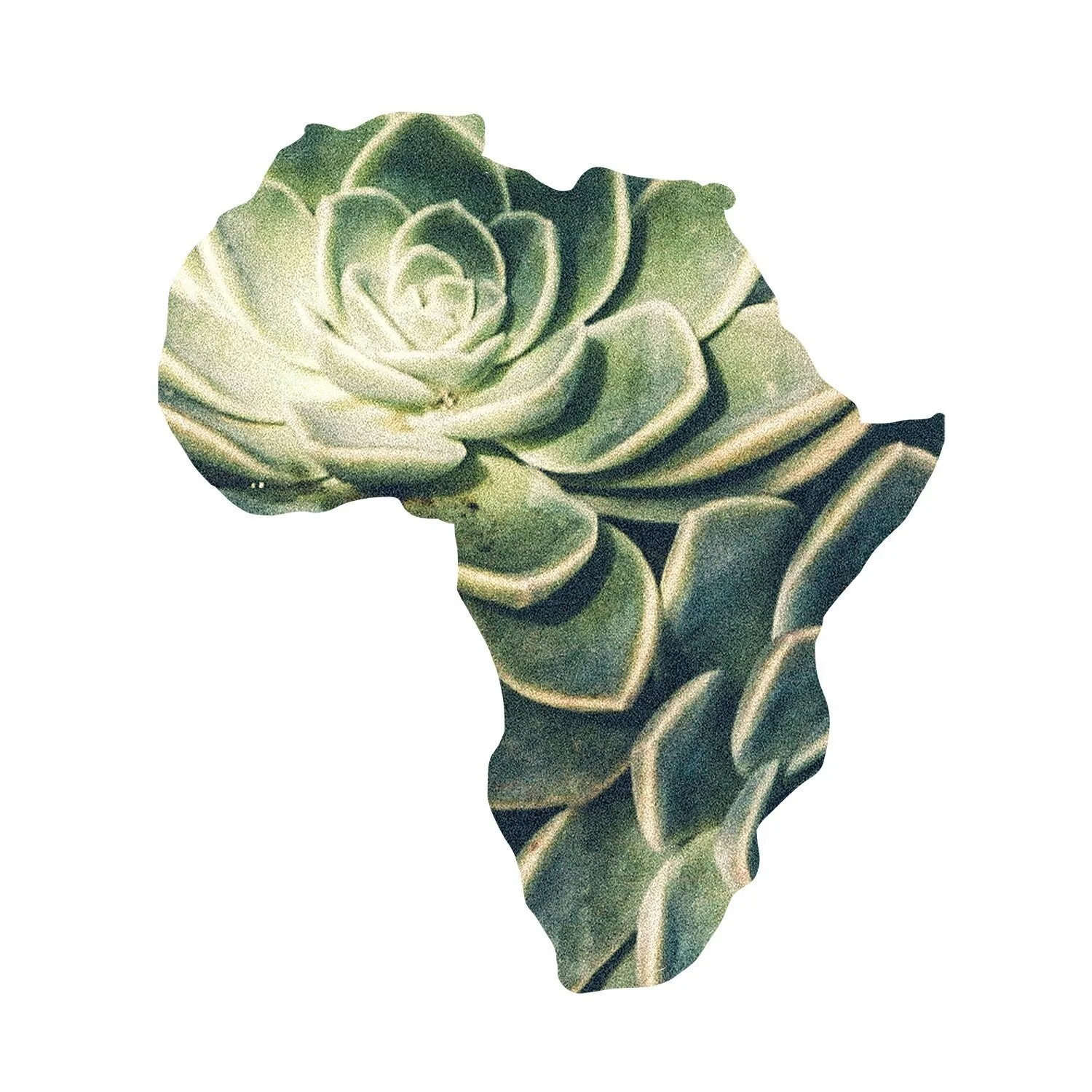 african rose adventures