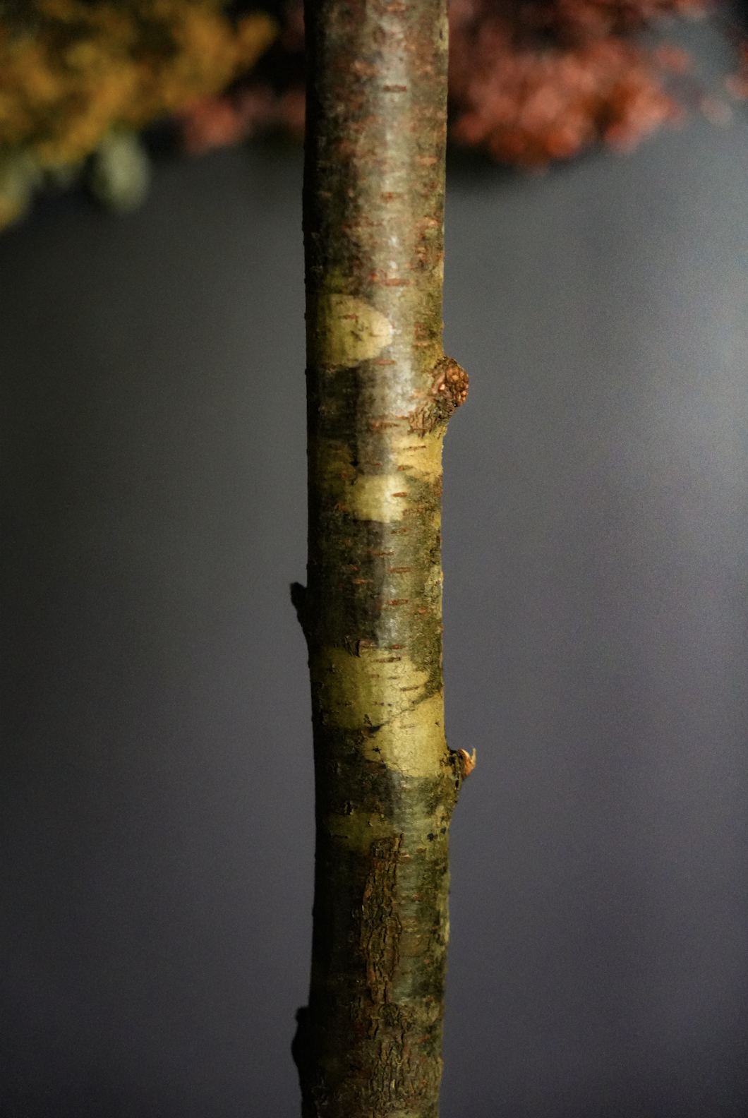 Screenshot 2026-09-17 at 3.47.47 PM.png