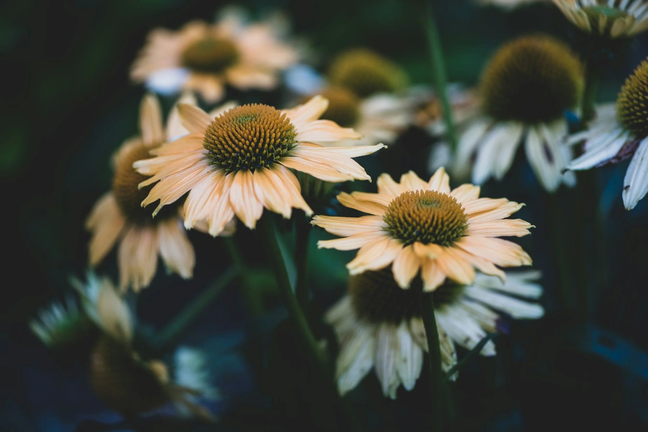 unsplash-image-BjF42fT9mXo.jpg