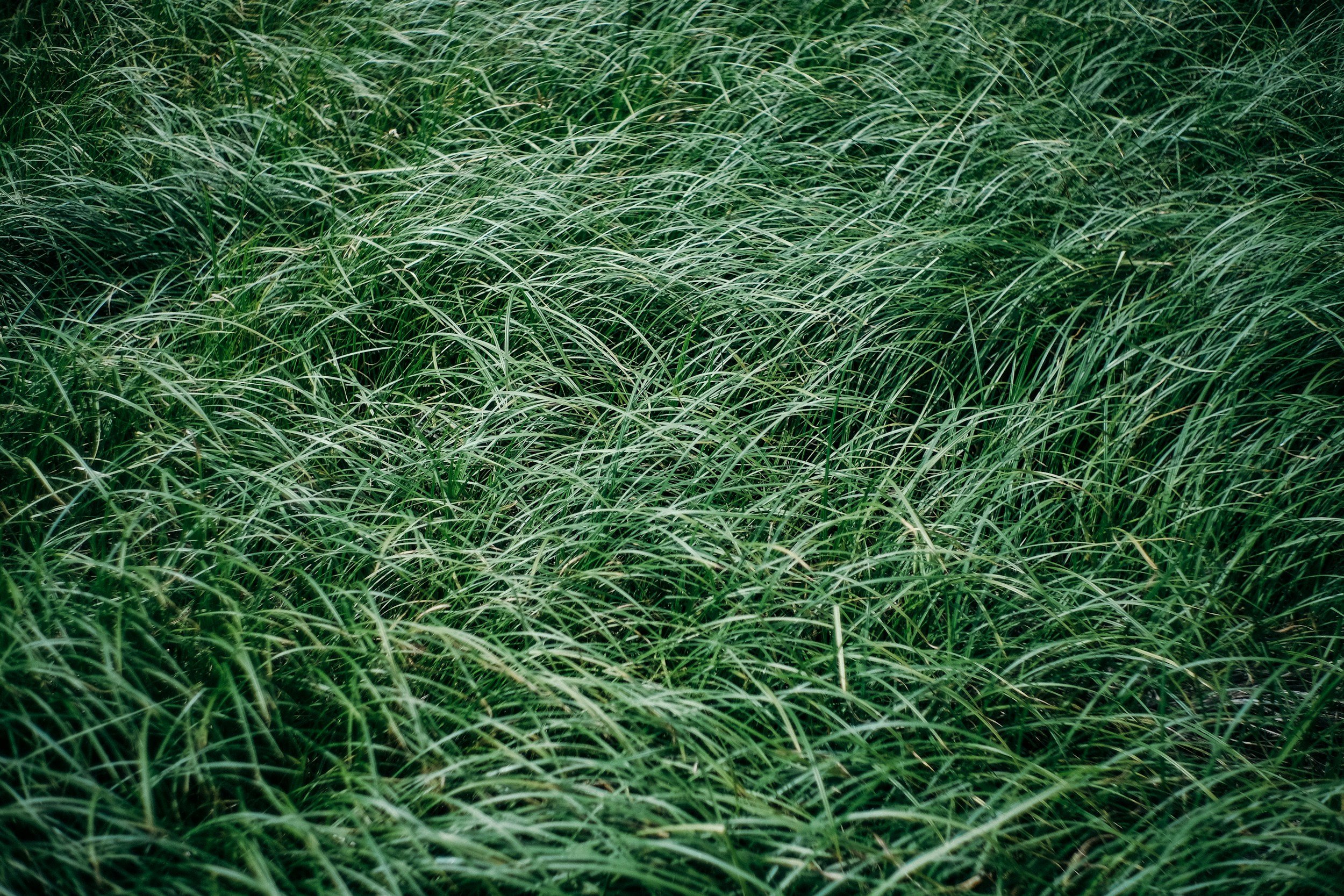 Close-up view of tall green grass blades.