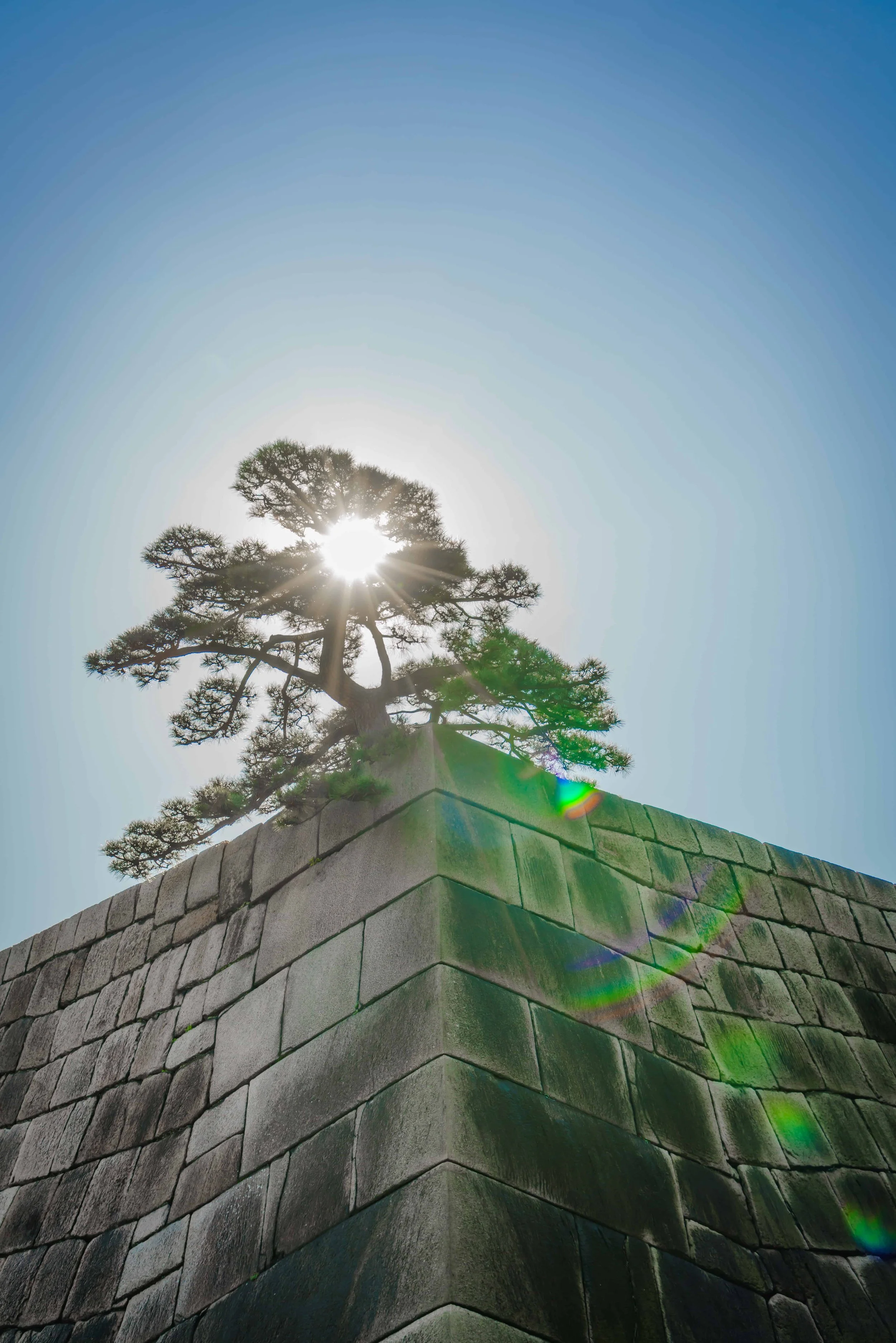 A pine tree grows atop a stone wall with the sun shining brightly behind it, creating a starburst effect and lens flare.