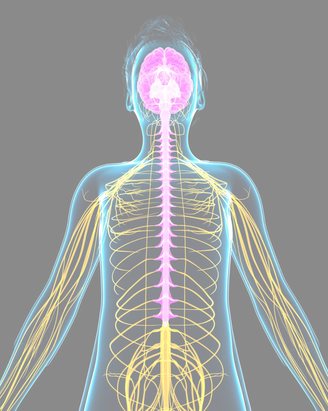 The Nervous System of Performance