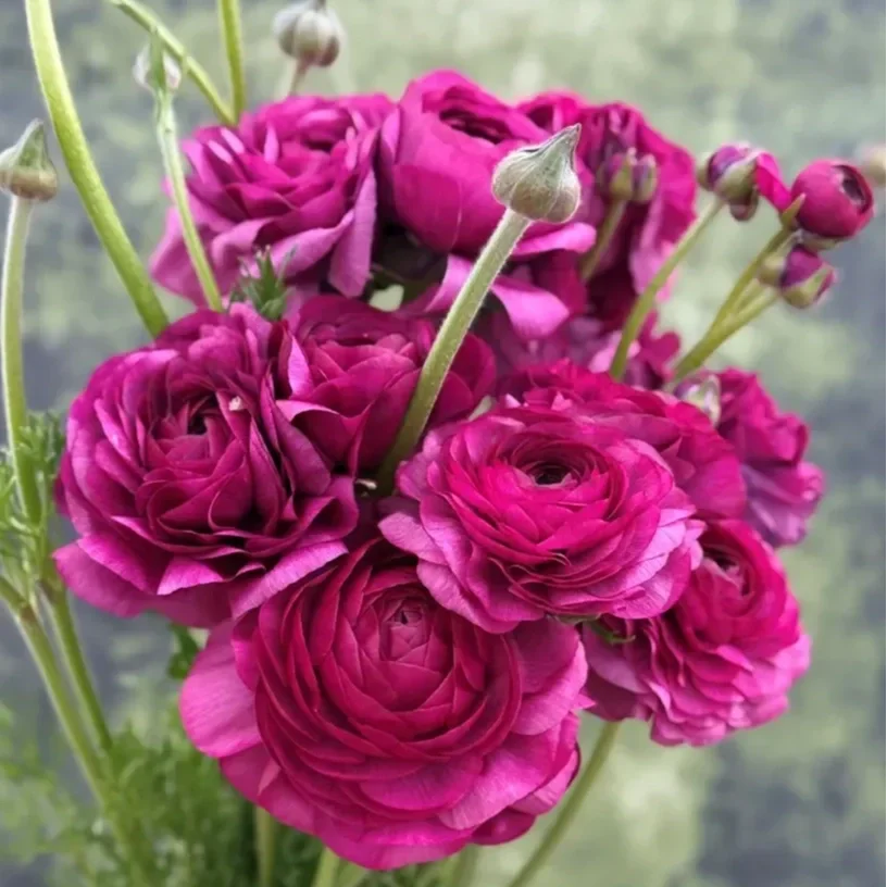 elegance-malva-po-44.webp