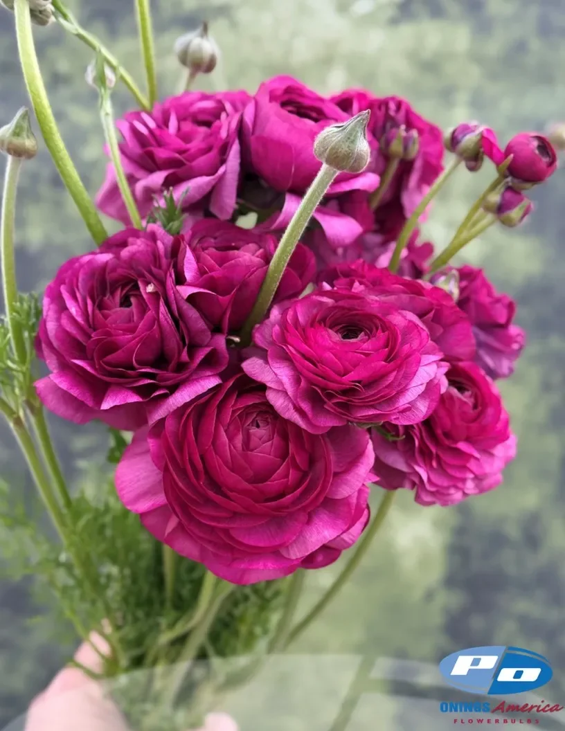 Ranunculus Elegance Malva 165 ® (10 corms) PREORDER