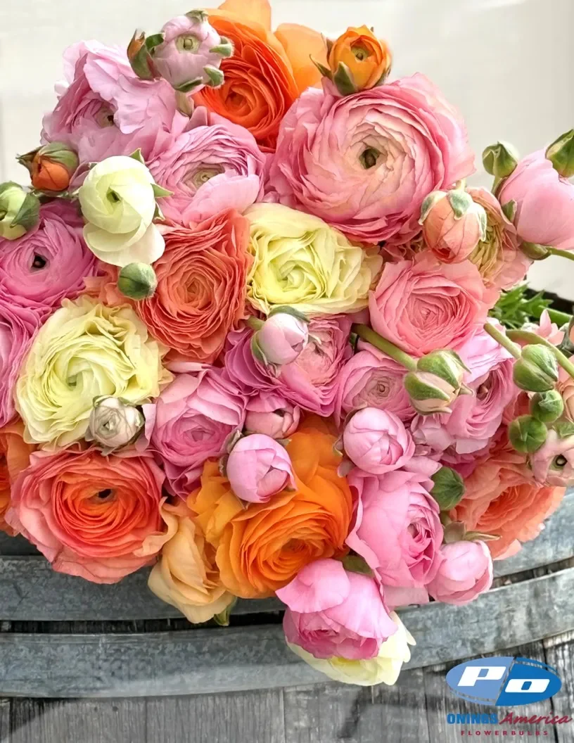 Ranunculus Elegance La Dolce Vita ® (10 corms) PREORDER