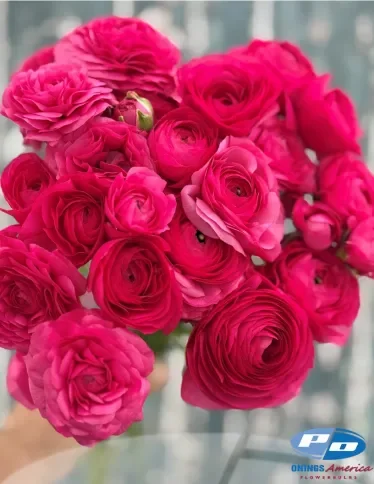 Ranunculus Elegance Hot Pink Ciclamino 722-12 ® (10 corms) PREORDER
