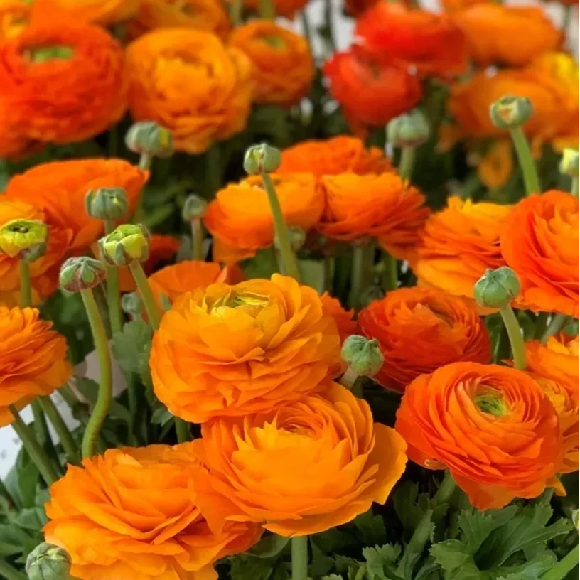 elegance-clementine-38-10.webp