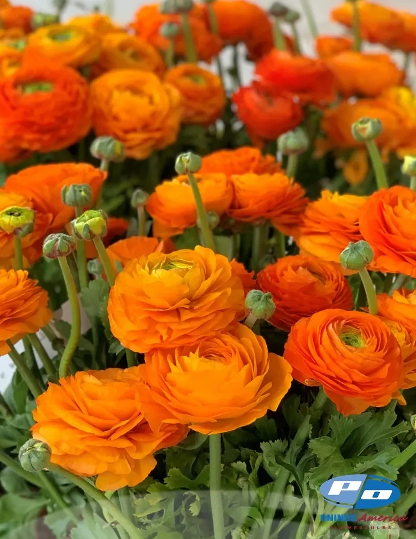 Ranunculus Elegance Clementine 03-08 ® (10 corms) PREORDER