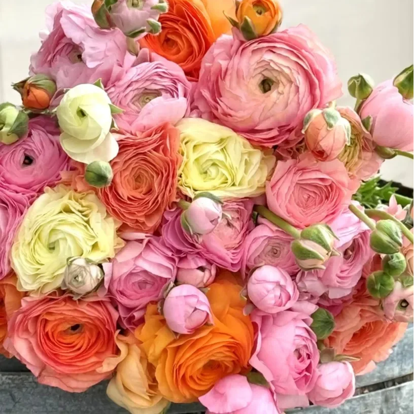 dolce-vita-mkix-ssw.webp