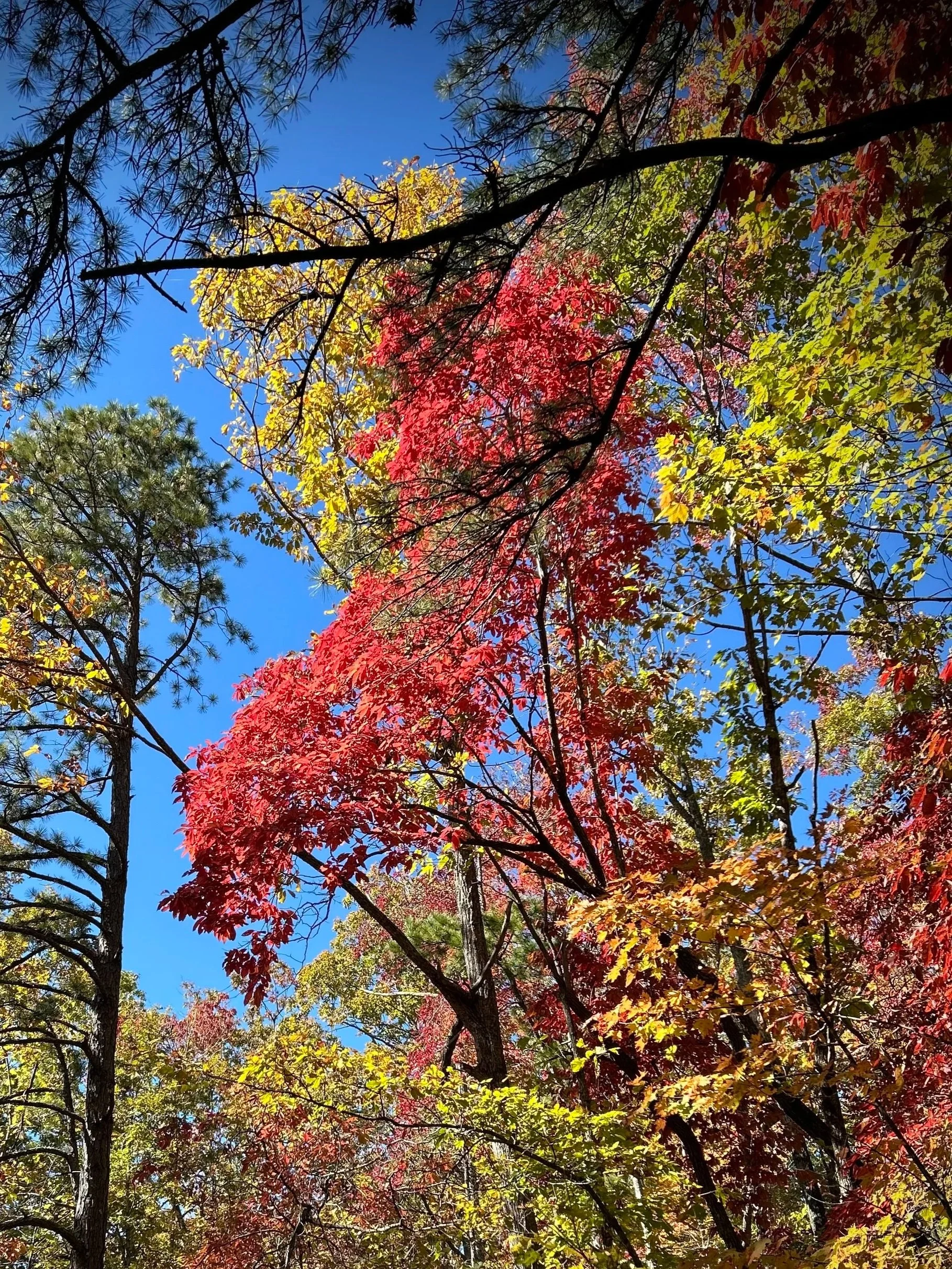 Preparing your trees for the dormant seasons.