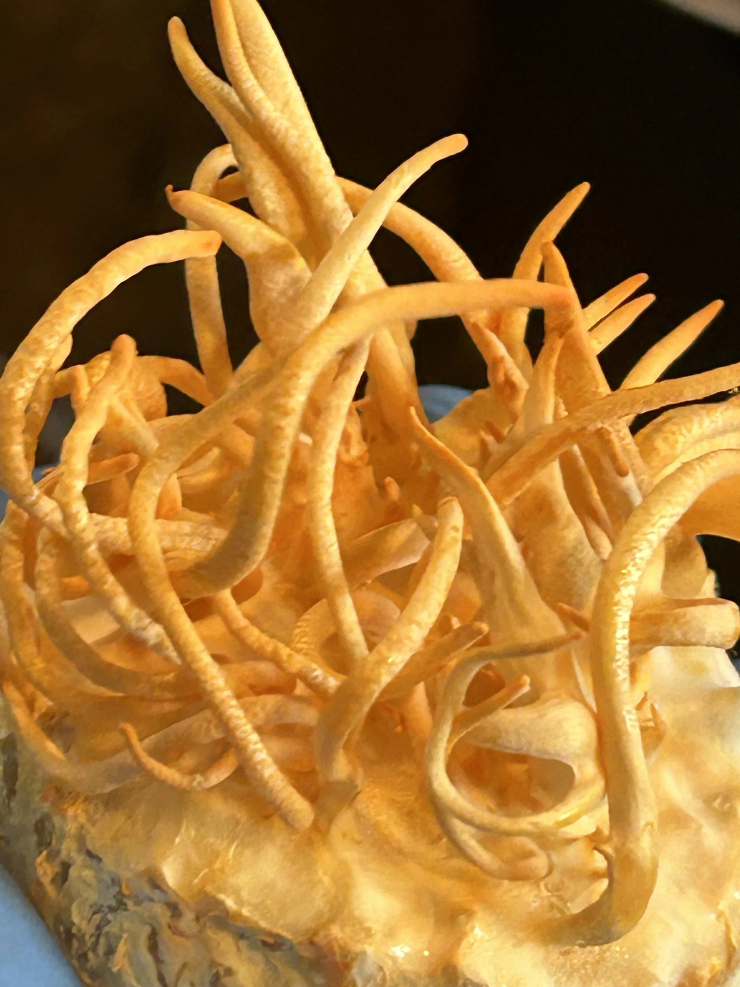 Cordyceps Militaris Dual Extract Spagyric Tincture