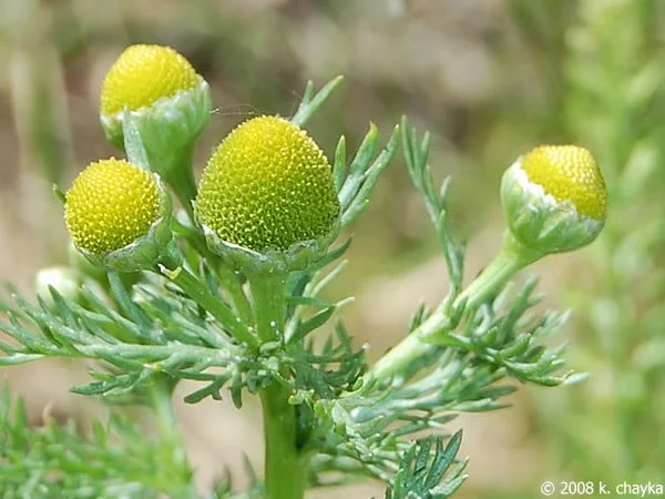 pineapple-weed_0621_095231.jpg