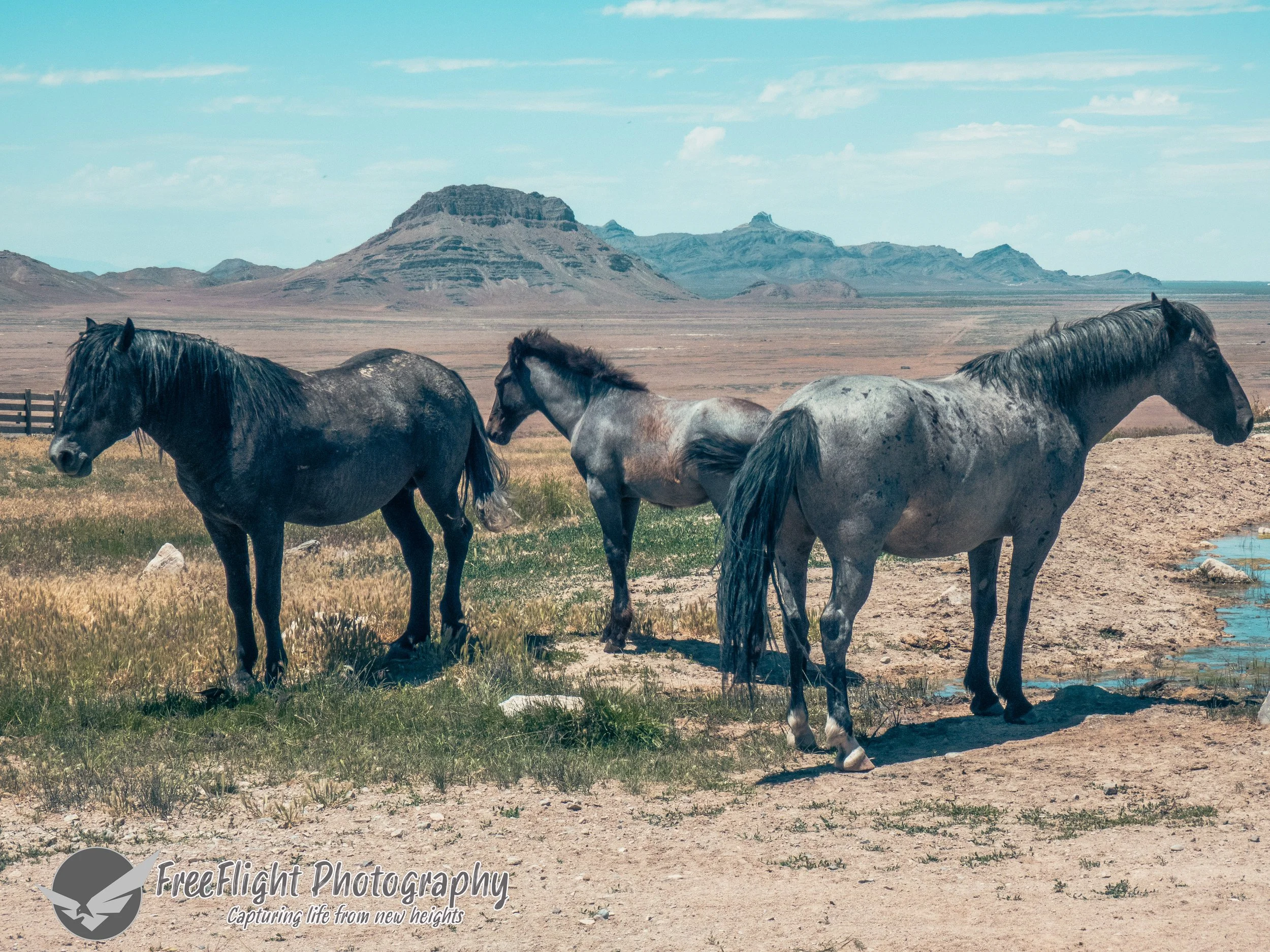 Onaqui_Horses_2024_1-14.jpg