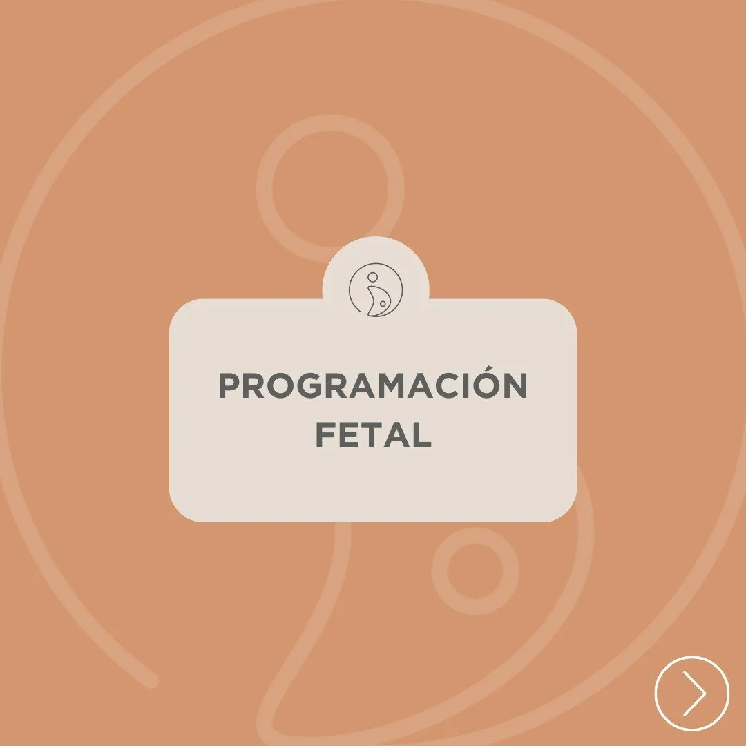 🪺 La programaci&oacute;n fetal es un campo fascinante que estudia c&oacute;mo el ambiente intrauterino, influenciado por factores como la epigen&eacute;tica / estado de salud de los padres ANTES DE CONCEBIR; la nutrici&oacute;n materna / el estr&eac