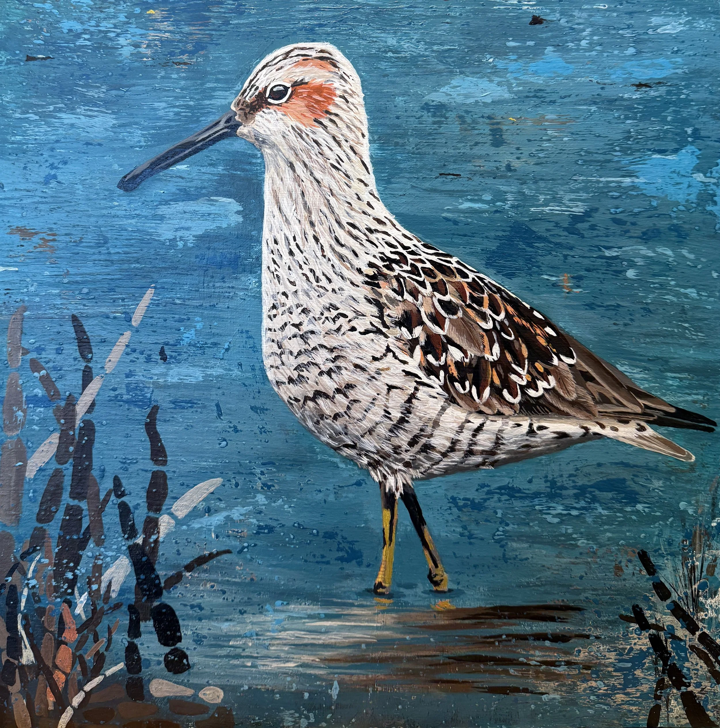 Feathers, Tides, and Fragility: The Changing Shores of Our Vulnerable Birds