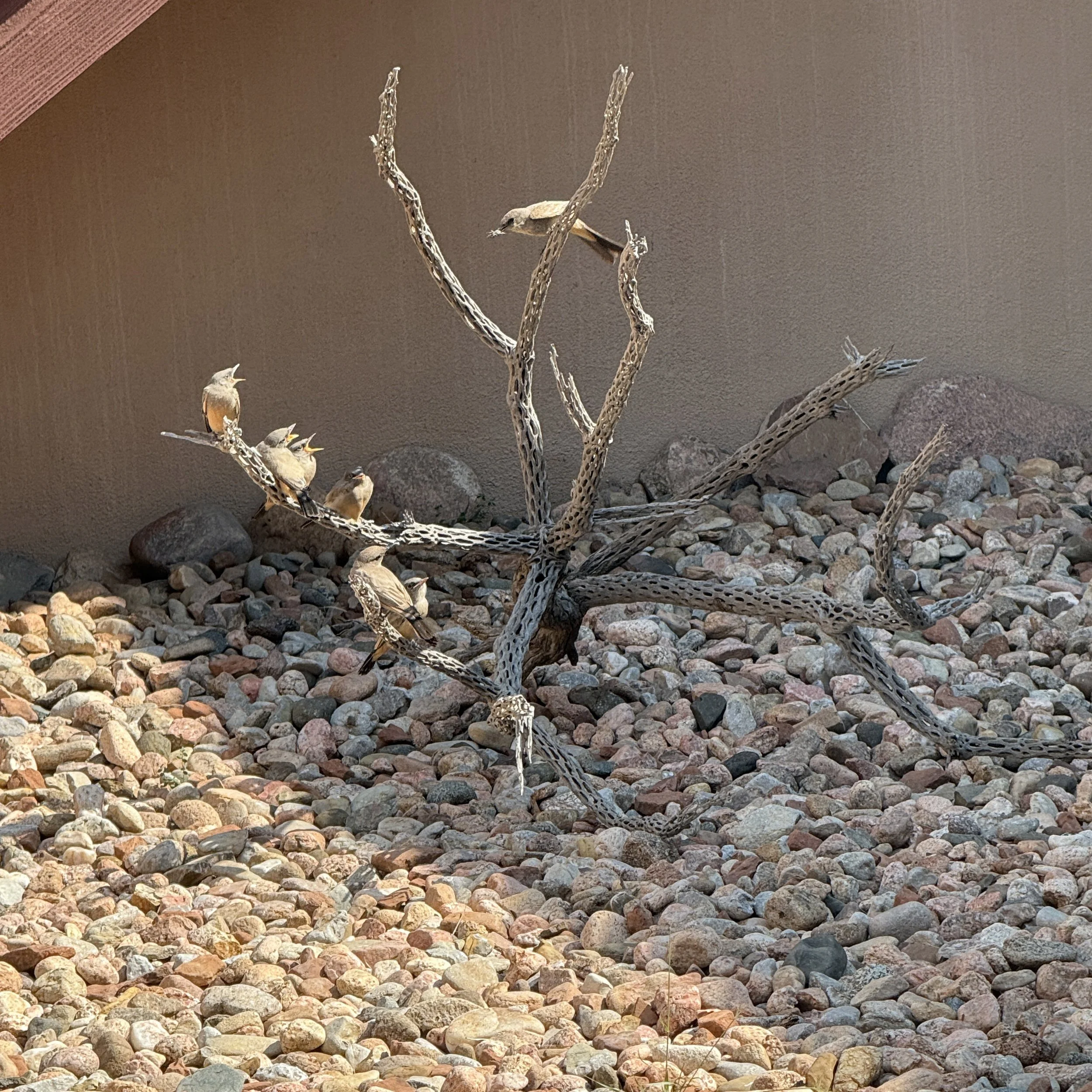 Say's Phoebe family