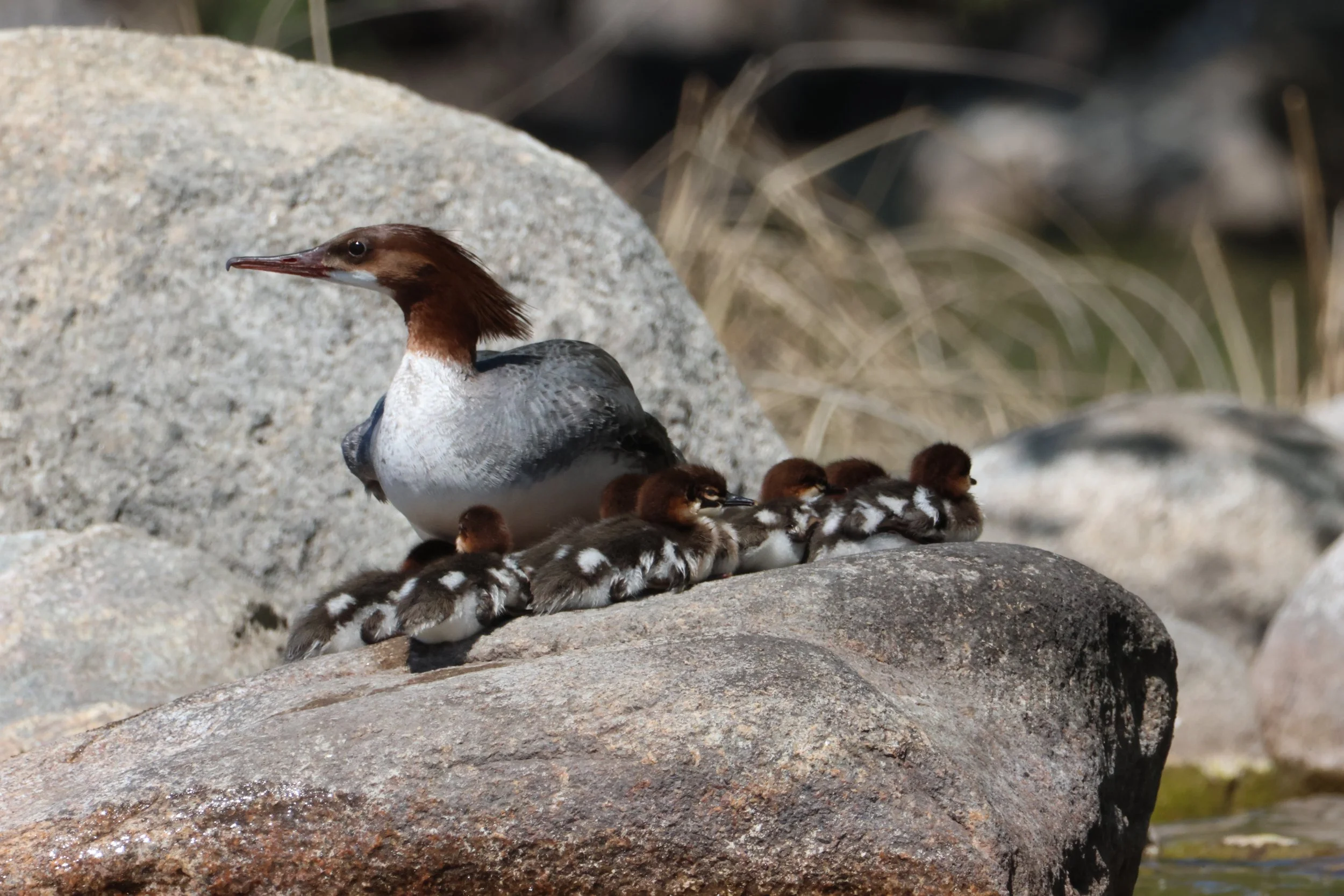 5.26.26 baby merganzers.AG0A4221.JPG