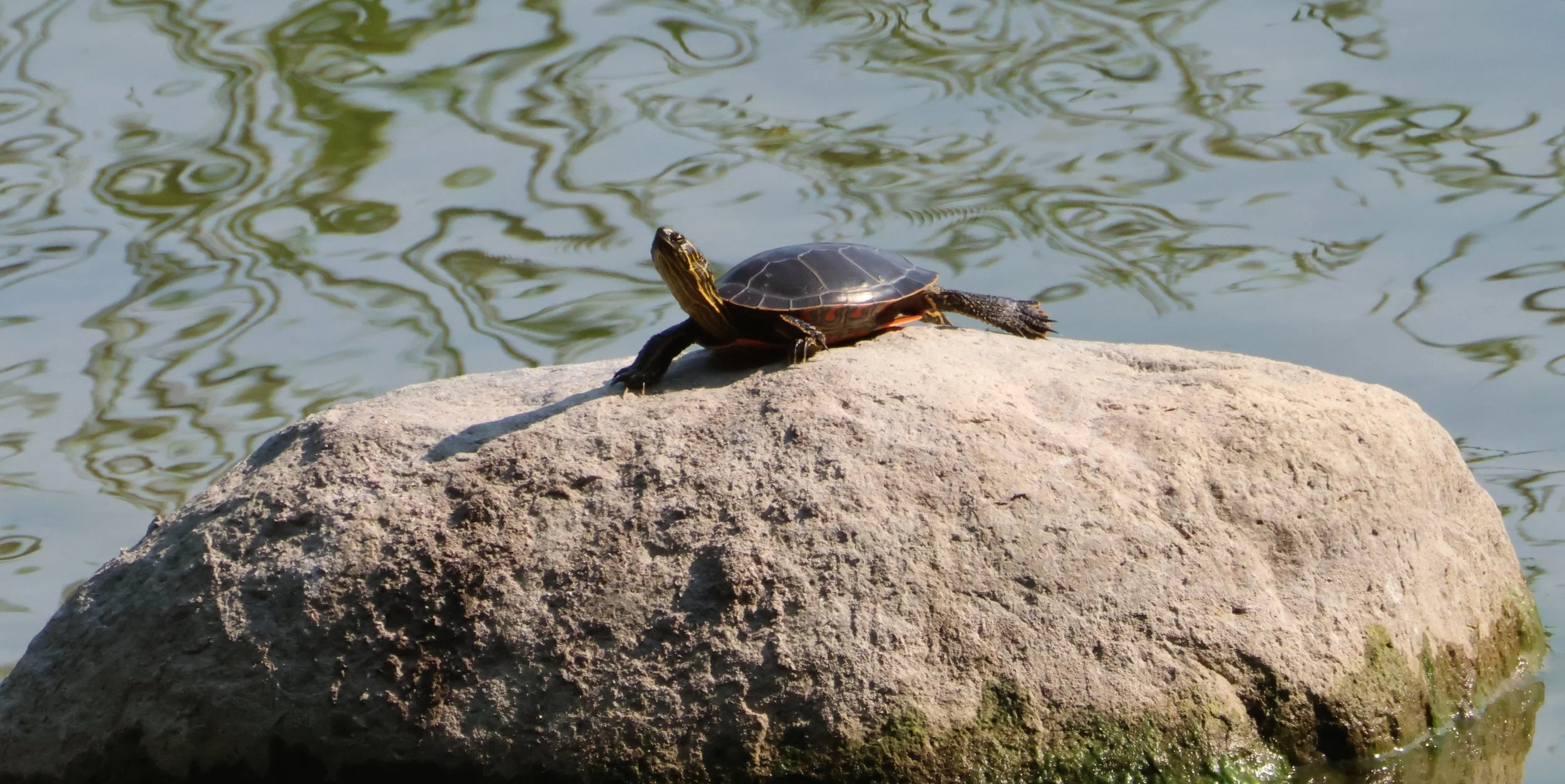 Turtle on rock. 8.3.26. AG0A9935.jpg