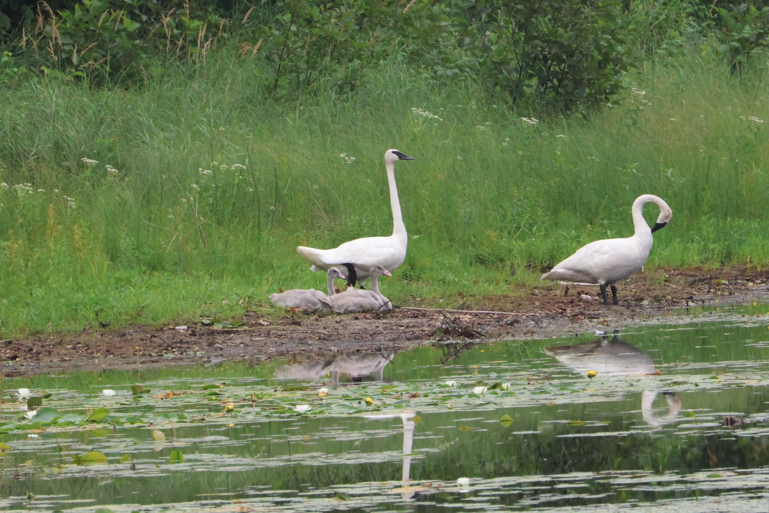 8.3.26.swans AG0A0012.JPG