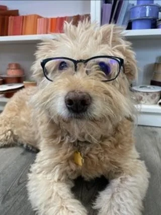 This weekend, we had to say goodbye to our best boy and first employee Chewy.

For 15 years, he came to work with me every single day, rain or shine. He was the fist to check out and approve of every new office space, and found the comfiest spots to 