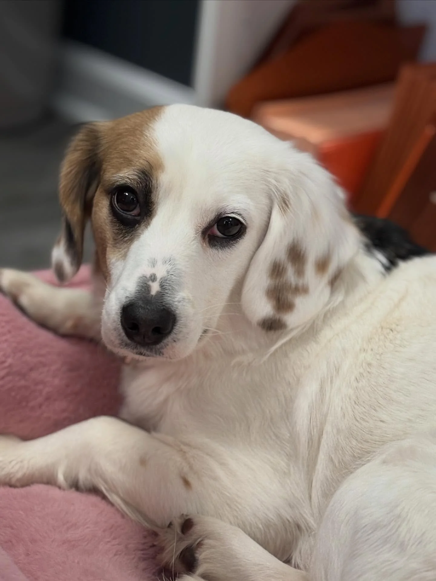 🎉Exciting news for the start of 2026&hellip;introducing Millie! This sweet girl is our new office dog here at APS! A big thank you to @coldnosewarmheartrescuenj for this amazing pup! 🐾 #dogs #officedog #bestgirl