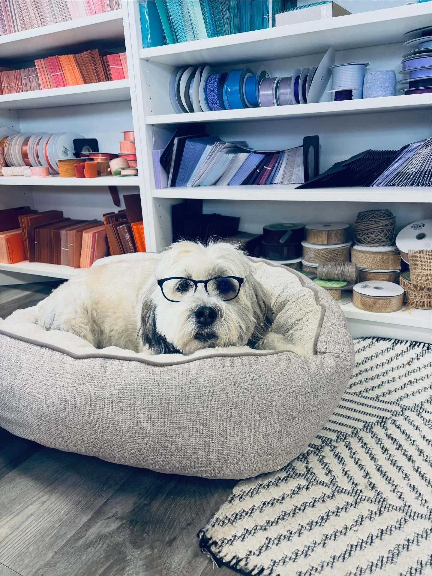 Max clocked in, reviewed inventory, and concluded we&rsquo;re dangerously low on belly rubs. 📋🐾

Office manager duties today included:
✔️ Quality-control testing of dog bed softness
✔️ Supervising ribbon organization
✔️ Looking intellectual in glas