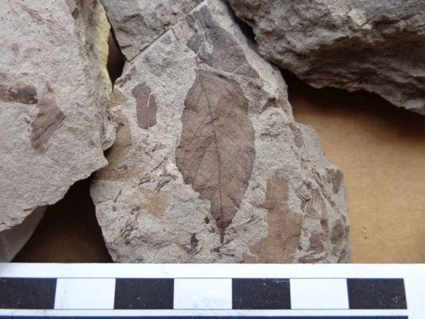 leaf3.jpg