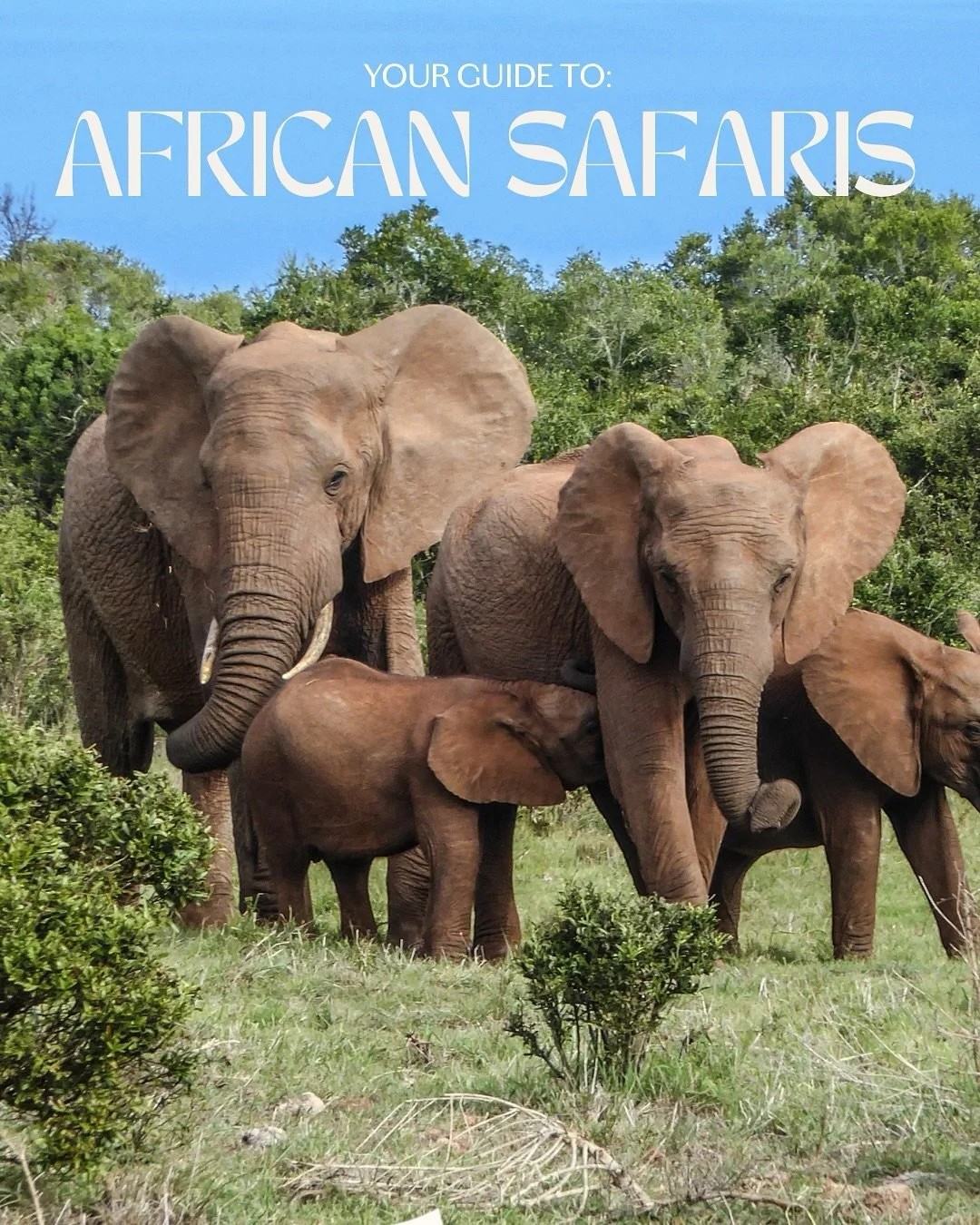 🦒✨ Did you know safari is a Swahili word that means journey? And that&rsquo;s exactly what it is &mdash; not just a game drive, but a once-in-a-lifetime journey that begins the moment you board the plane.

Here&rsquo;s a peek at the different flavor