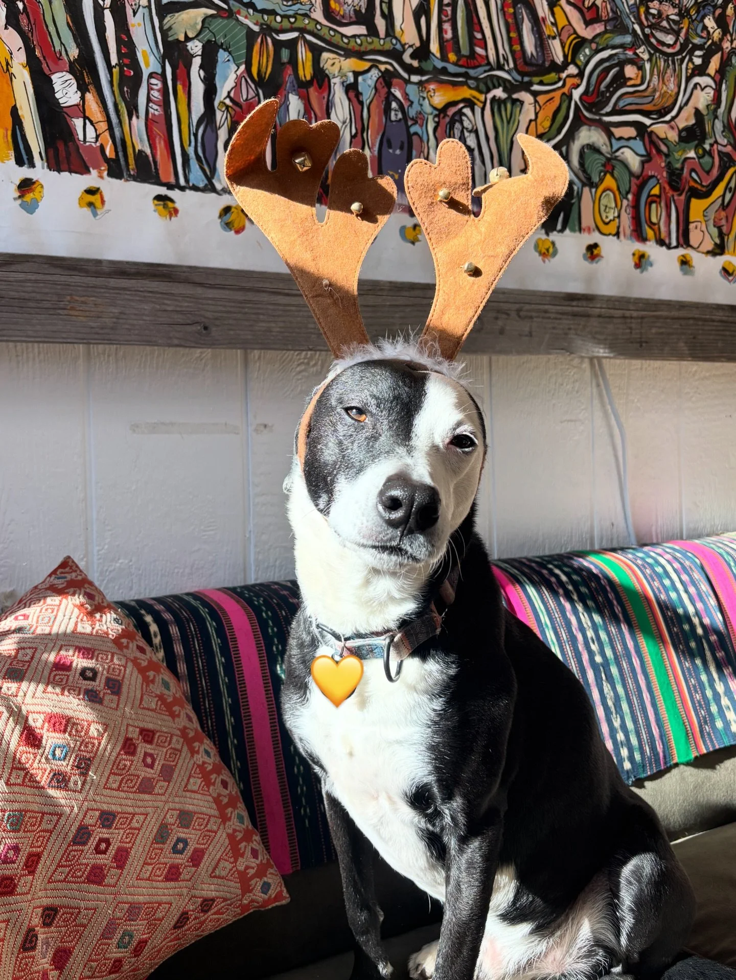 Baskets is ready for the pet fashion contest at De Vargas Park from 3-7! Part of the Guadalupe Winter Walk! 
Swing by and get a photo of your cute pup and be submitted for a prize from @tecatusantafe