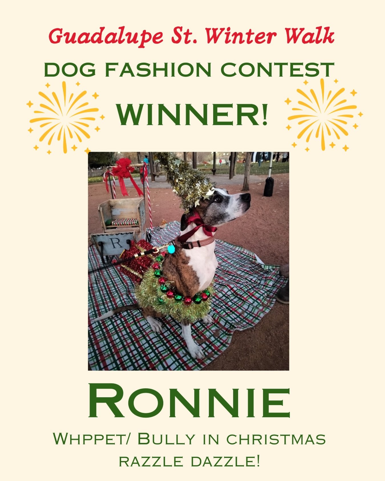 Introducing the WINNER!! Ronnie!! A Whippet/Bully dressed in Christmas razzle dazzle! 
&ldquo;A beautiful guy inside and out&rdquo; - Ronnie took our hearts as the perfect Santa helper! Congratulations Ronnie! 
And to Ronnie&rsquo;s momma - Sami - wh