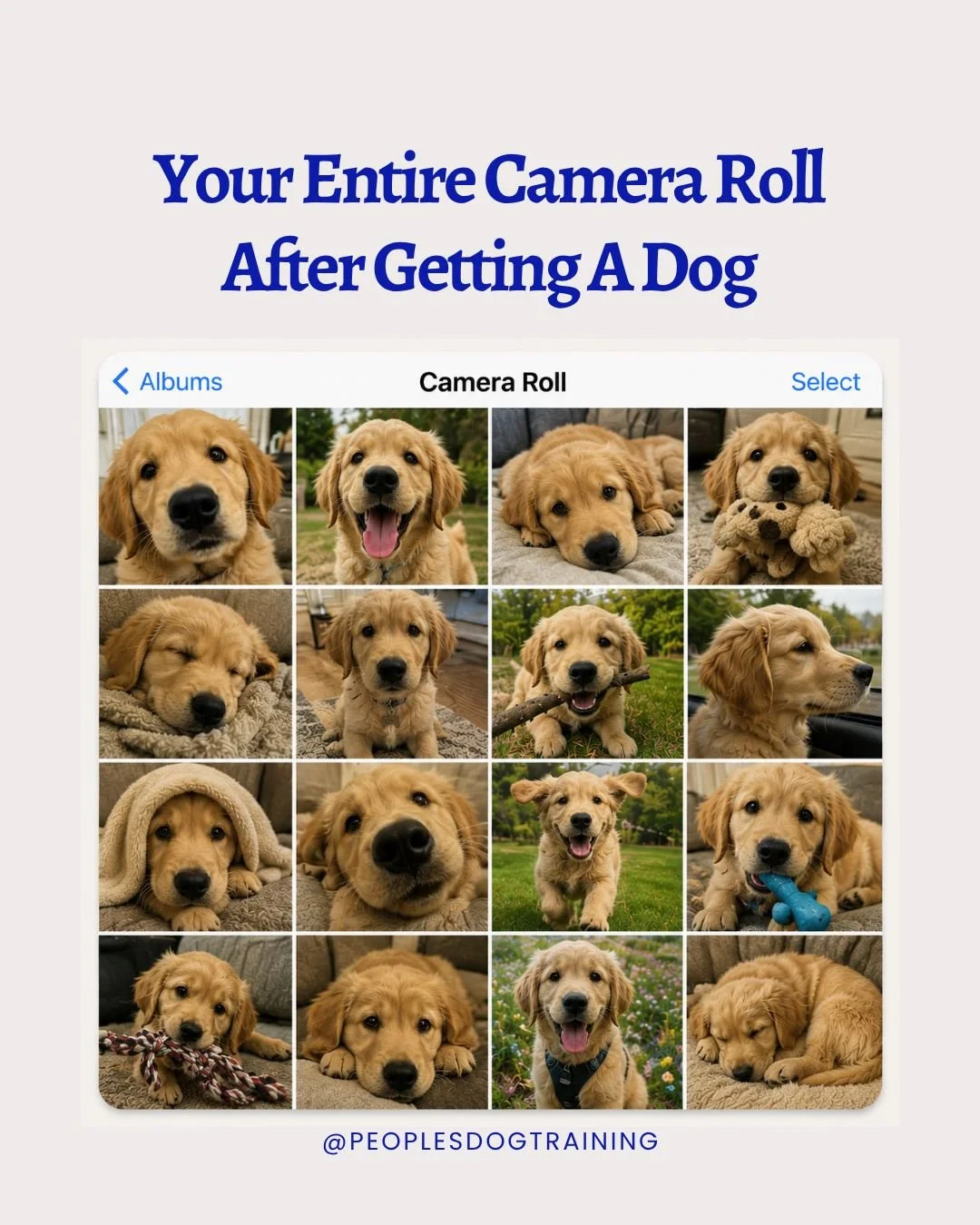 Before getting a dog:
📸 Vacation photos
📸 Food photos
📸 Family photos

After getting a dog:
📸 Sleeping
📸 Also sleeping
📸 Sleeping in a different position
📸 Looking out the window
📸 Holding a toy
📸 Looking slightly to the left
📸 Looking slig