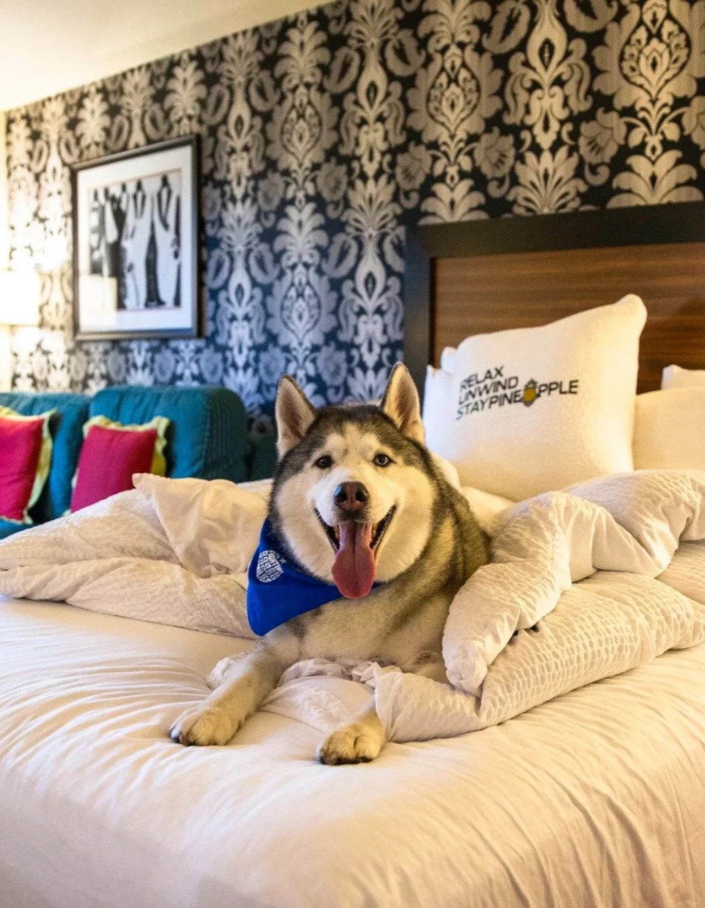 This November, we&rsquo;re grateful for our partners at Staypineapple. 💙🐾

In honor of Veterans Day, Staypineapple is once again stepping up to support the wear blue mission.

Throughout November, $5 from every night booked using their MILITARY pro