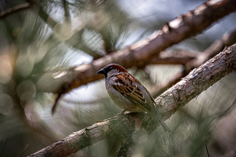 afternoon bird 1.jpg
