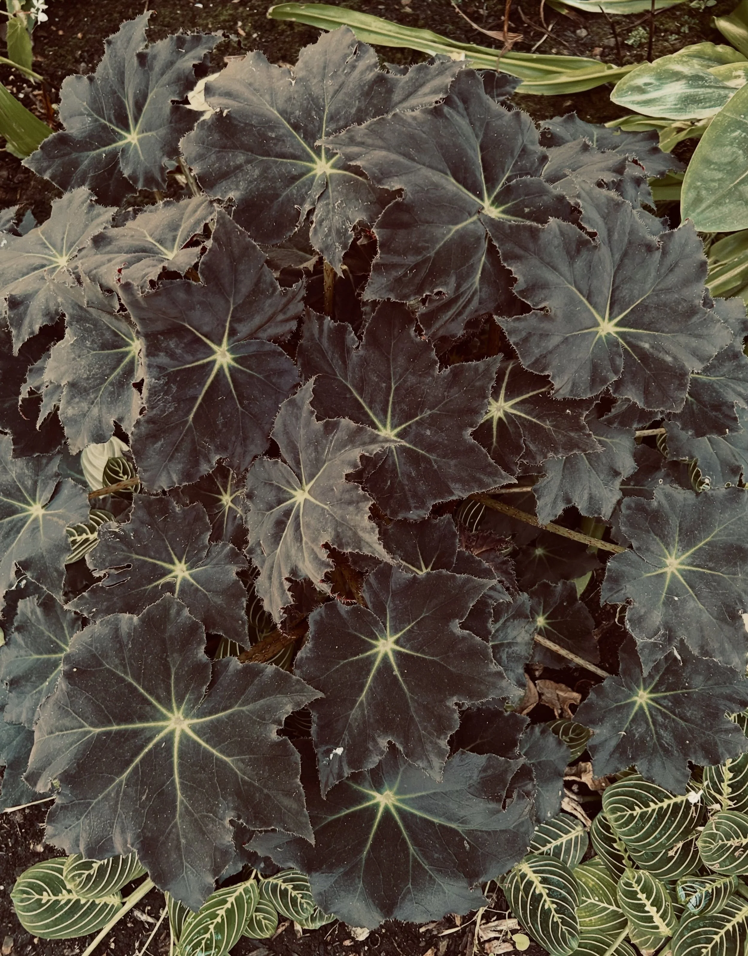 The &rsquo;ber months are upon us! Spotted this Black Velvet Begonia today and tell me this isn&rsquo;t the spookiest little plant. Dark, dramatic and giving me all the Halloween vibes. Nature really does know how to do moody 🖤