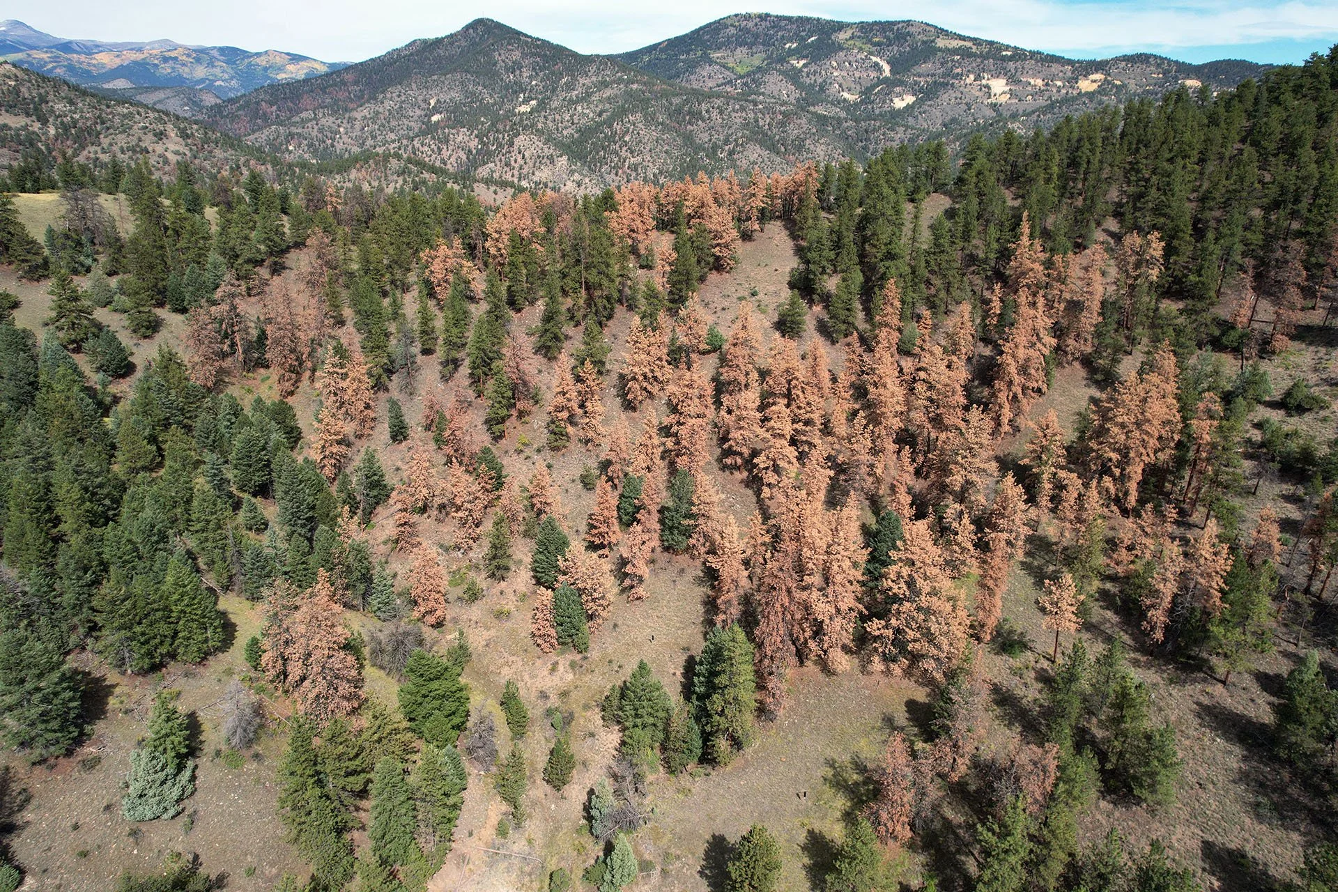 Protecting Our Forests (AND your home) from mountain pine beetles