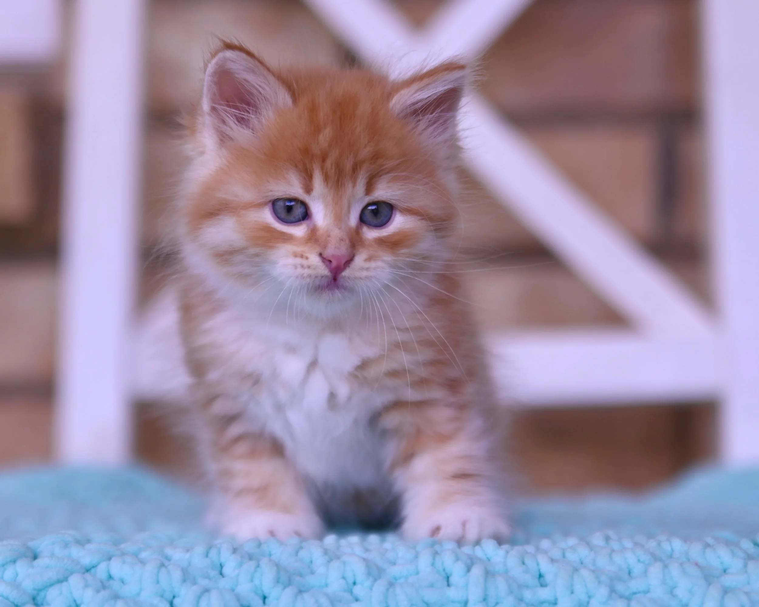 RYURIK / MALE/ RED TABY / $2500 /ADPOTED!