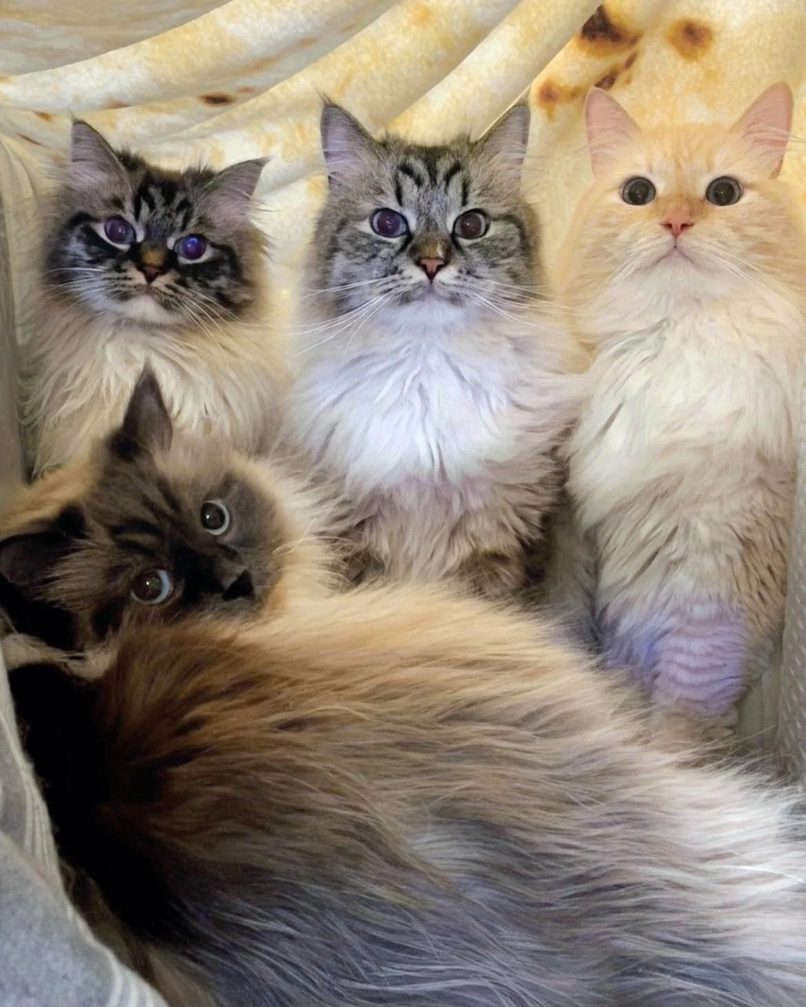Left to right , Falafel, Frappe, Cocoa Puffs & Cool Whip!