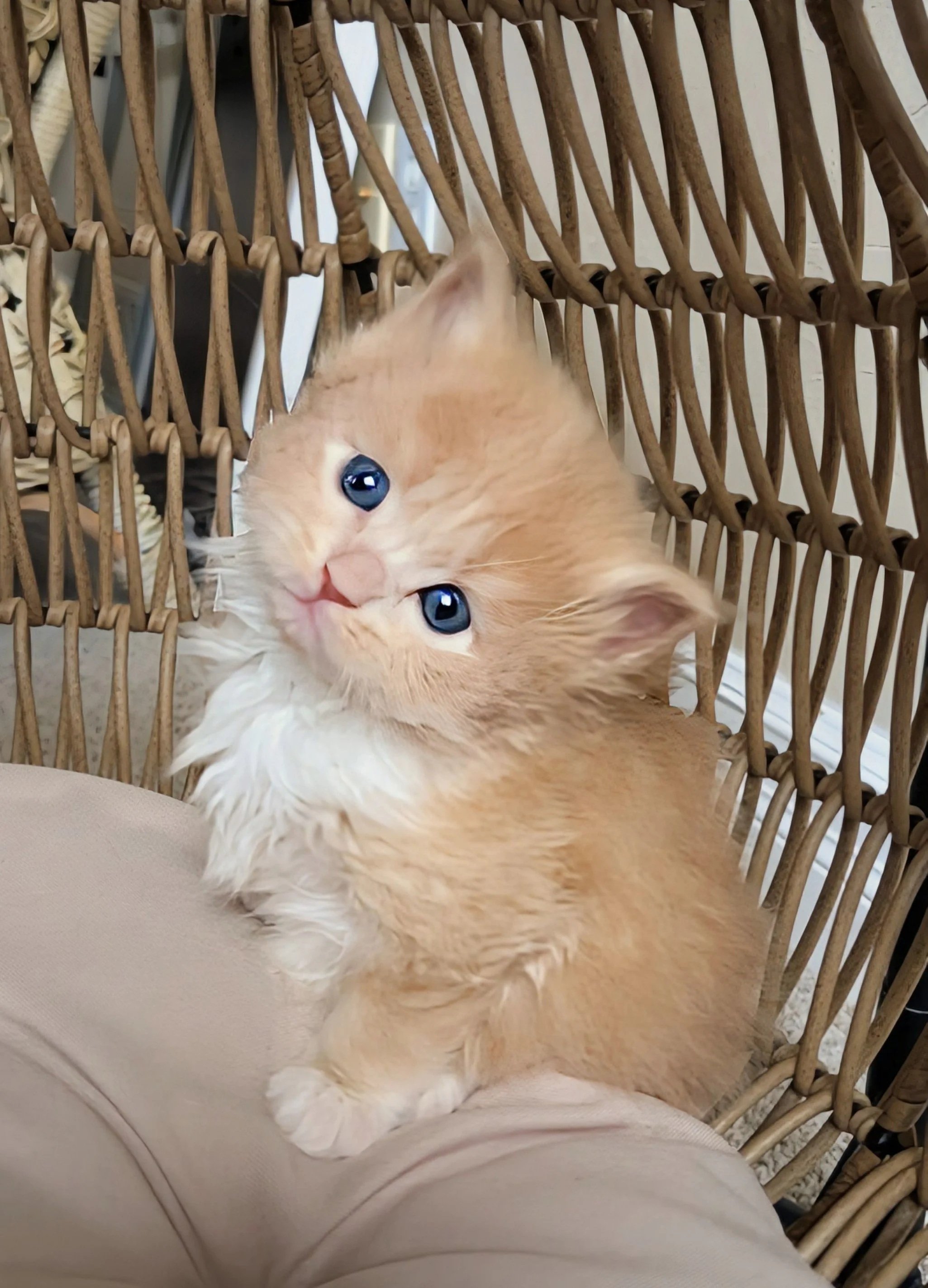 Adopted